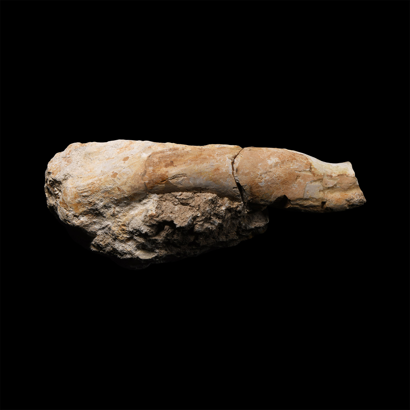 Natural History - Deltadromeus Dinosaur Fossil Bone Section