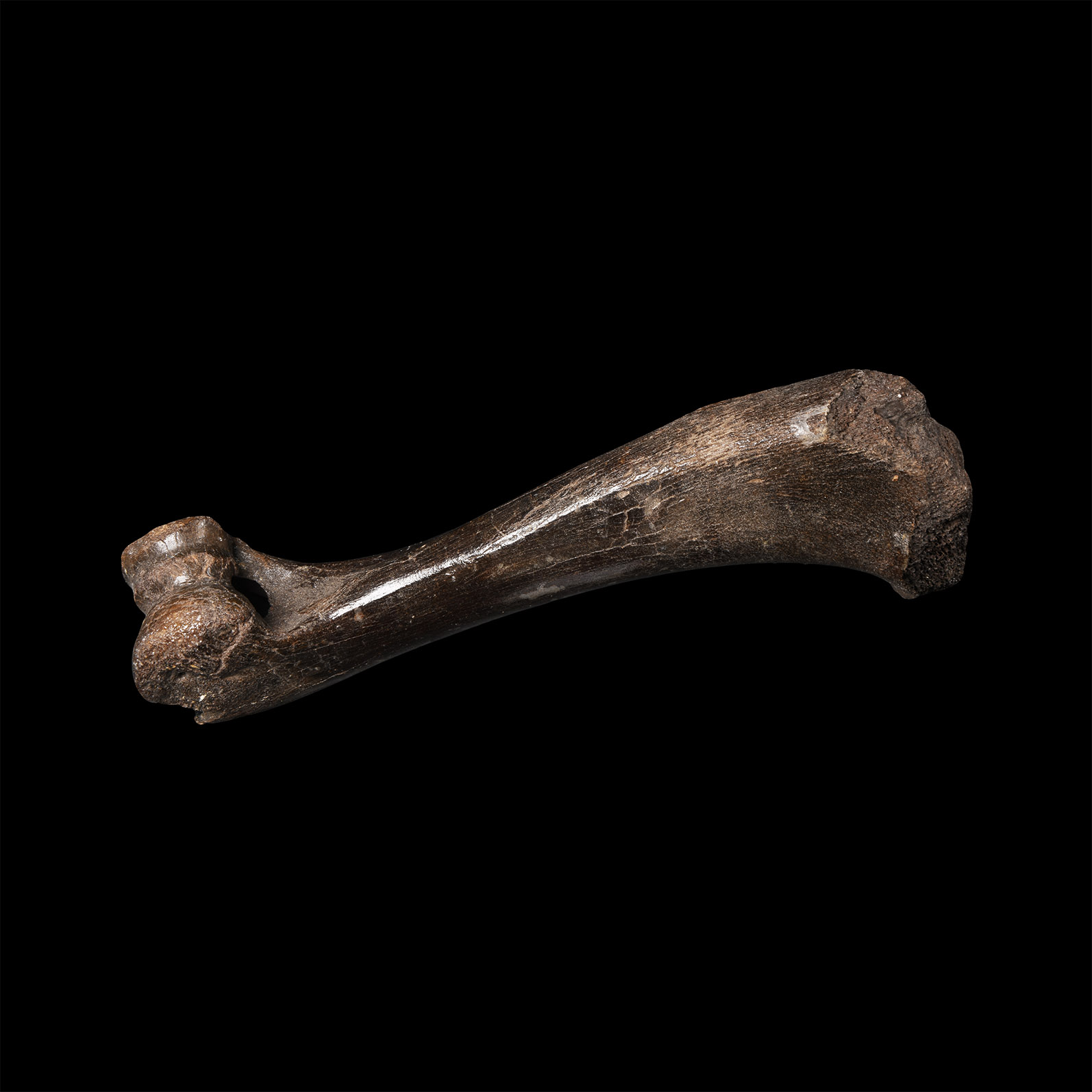 Natural History - Fossil Wild Boar Leg Bone