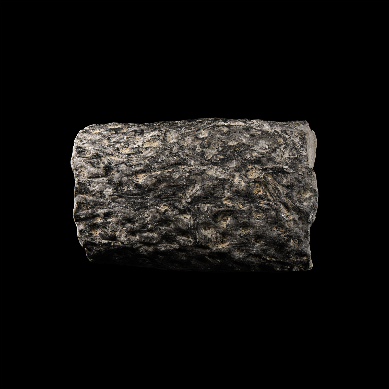 Natural History - Lepidodendron Fossil Tree Trunk Section