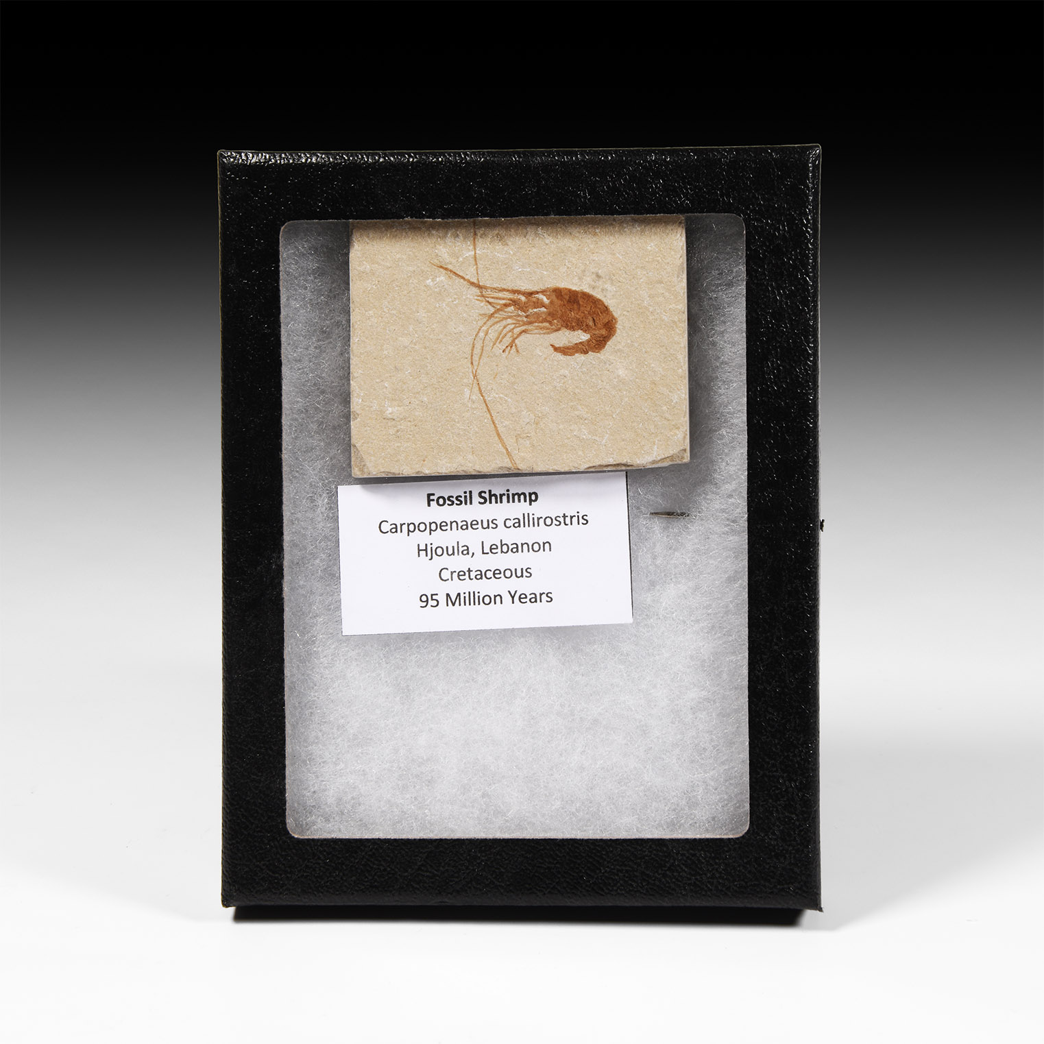 Natural History - Fossil Shrimp in Matrix