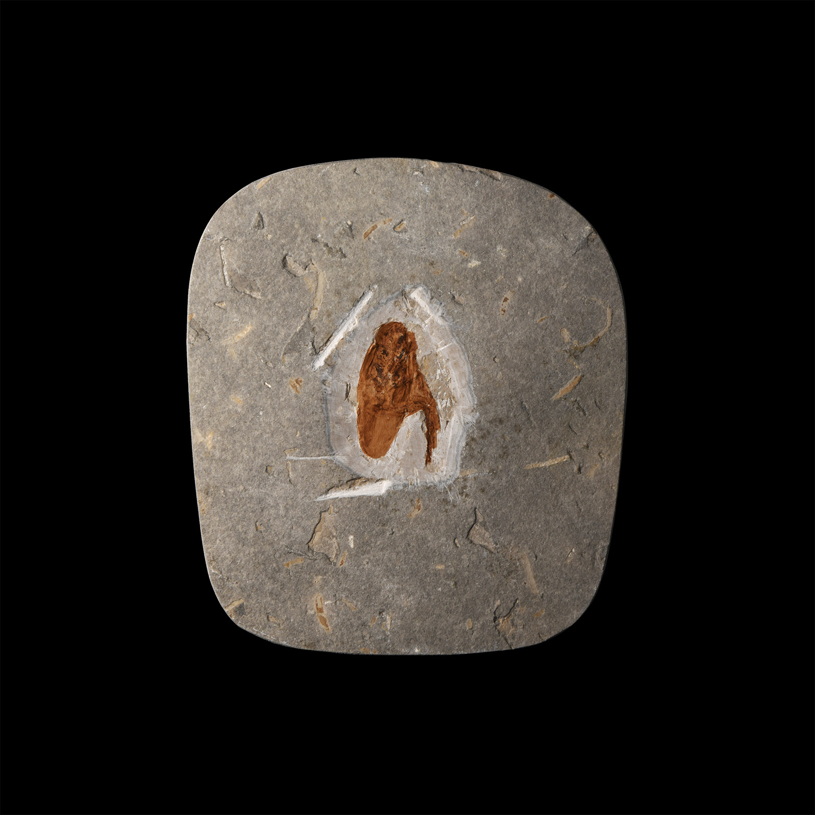 Natural History - Fossil Cockroach in Matrix