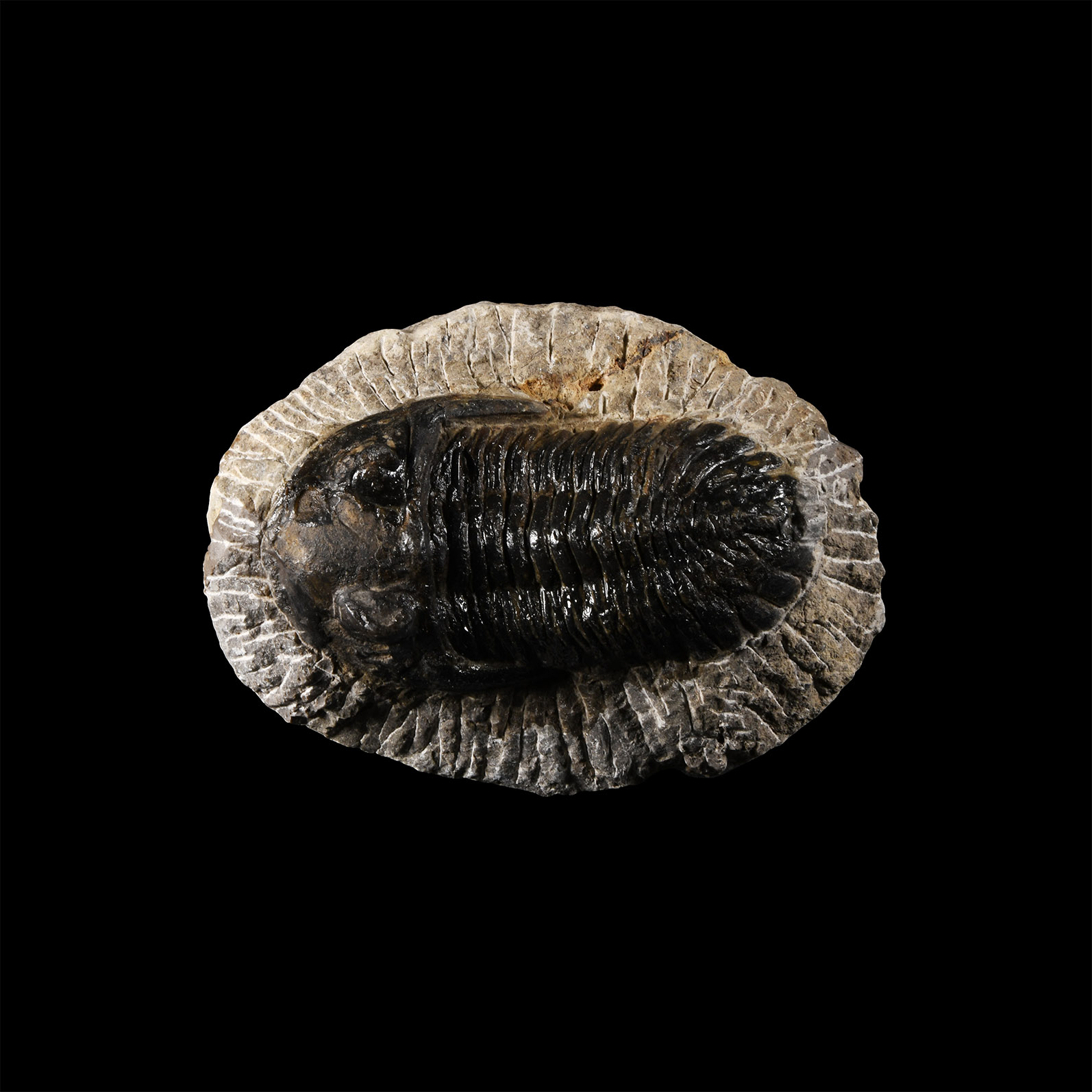 Natural History - Fossil Barrandei Trilobite