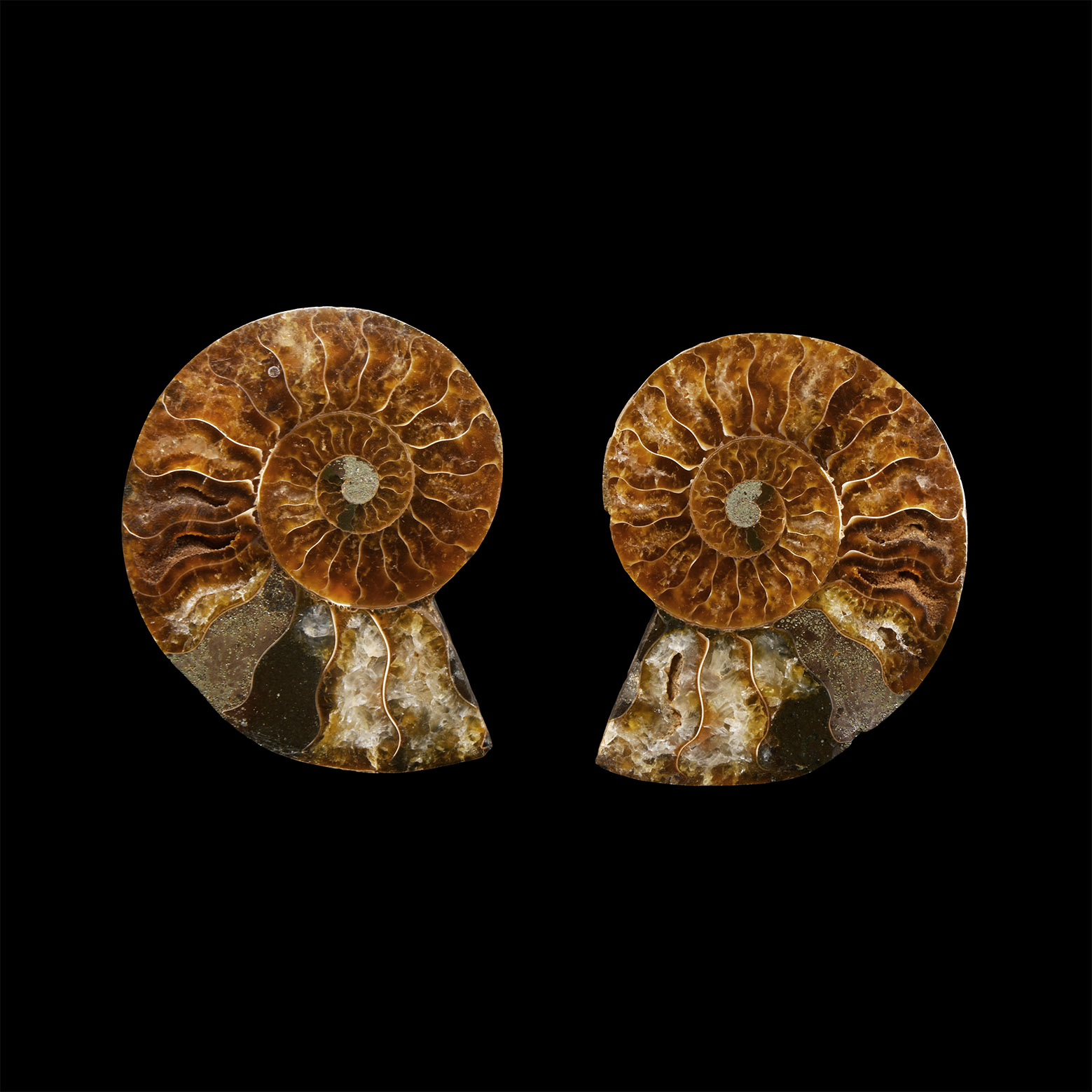 Natural History - Cut Fossil Ammonite Halves