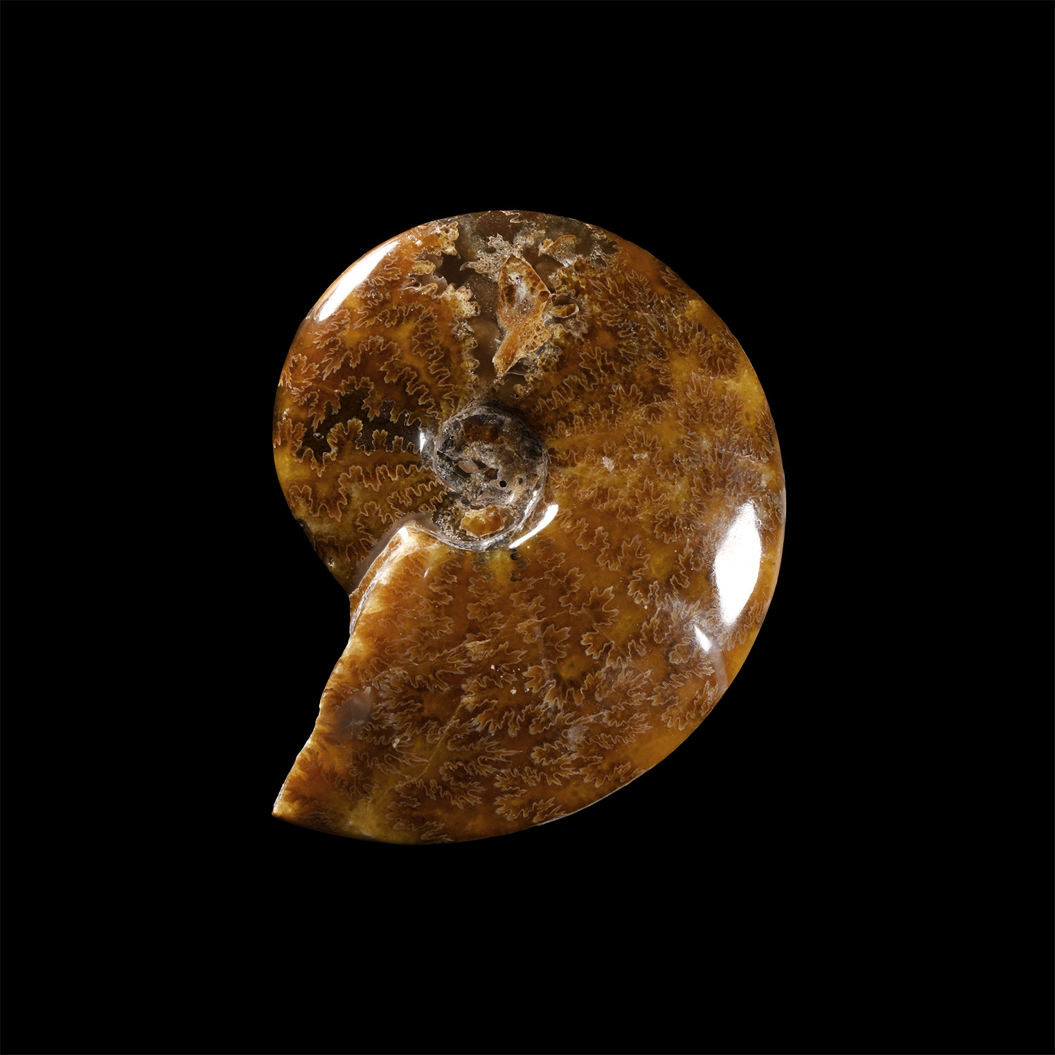 Natural History - Cleoniceras Fossil Ammonite