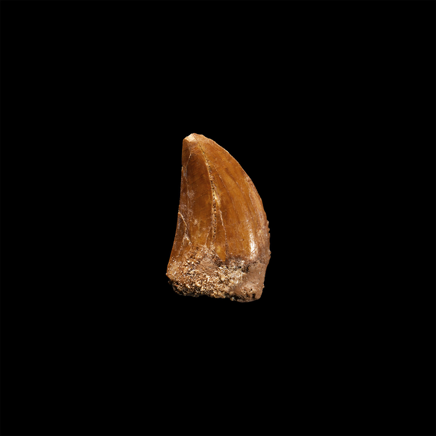 Natural History - Fossil African 'T-Rex' Dinosaur Tooth