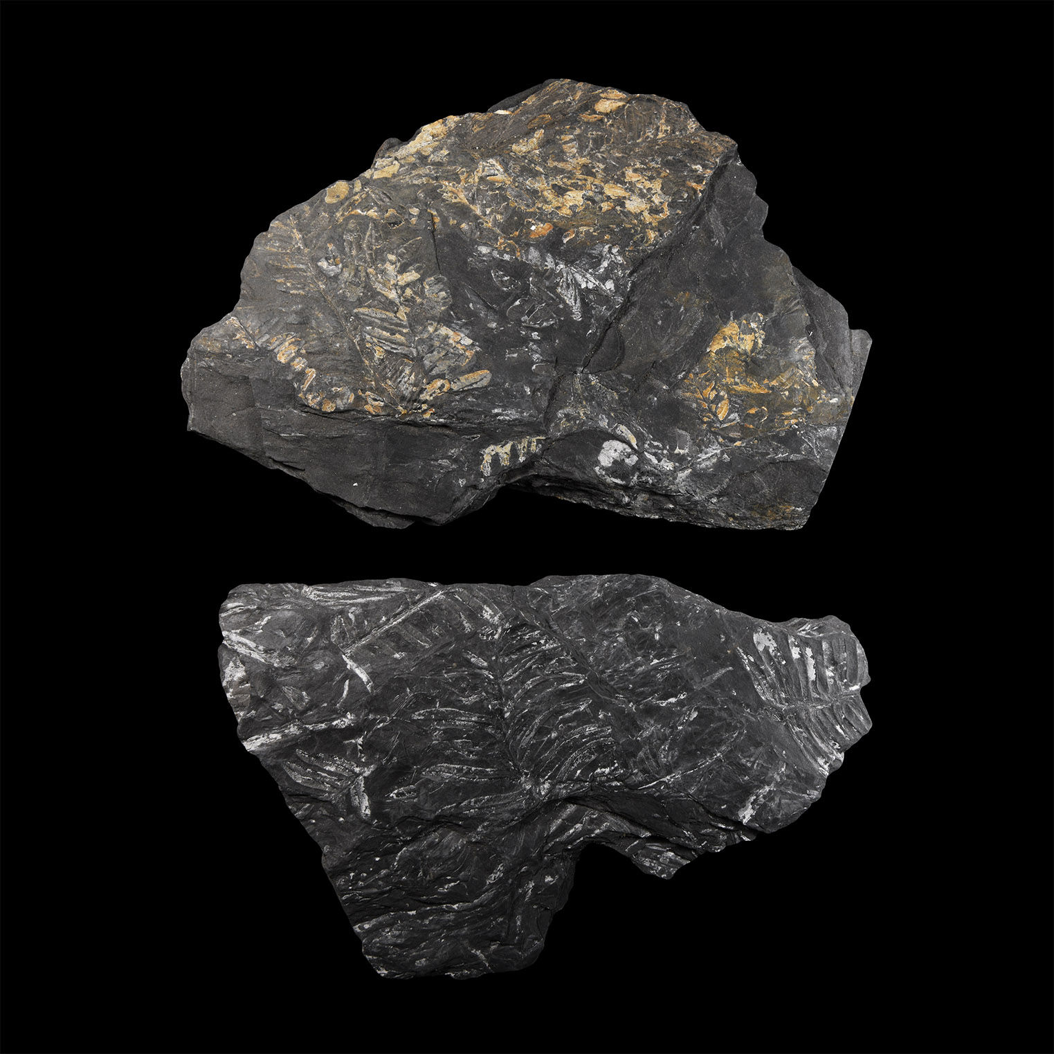 Natural History - White Pecopteris Fossil Fern Group