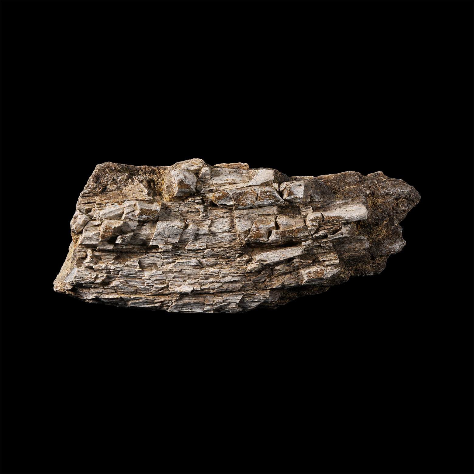 Natural History - Fossil Allosaurus Dinosaur Rib Bone Section