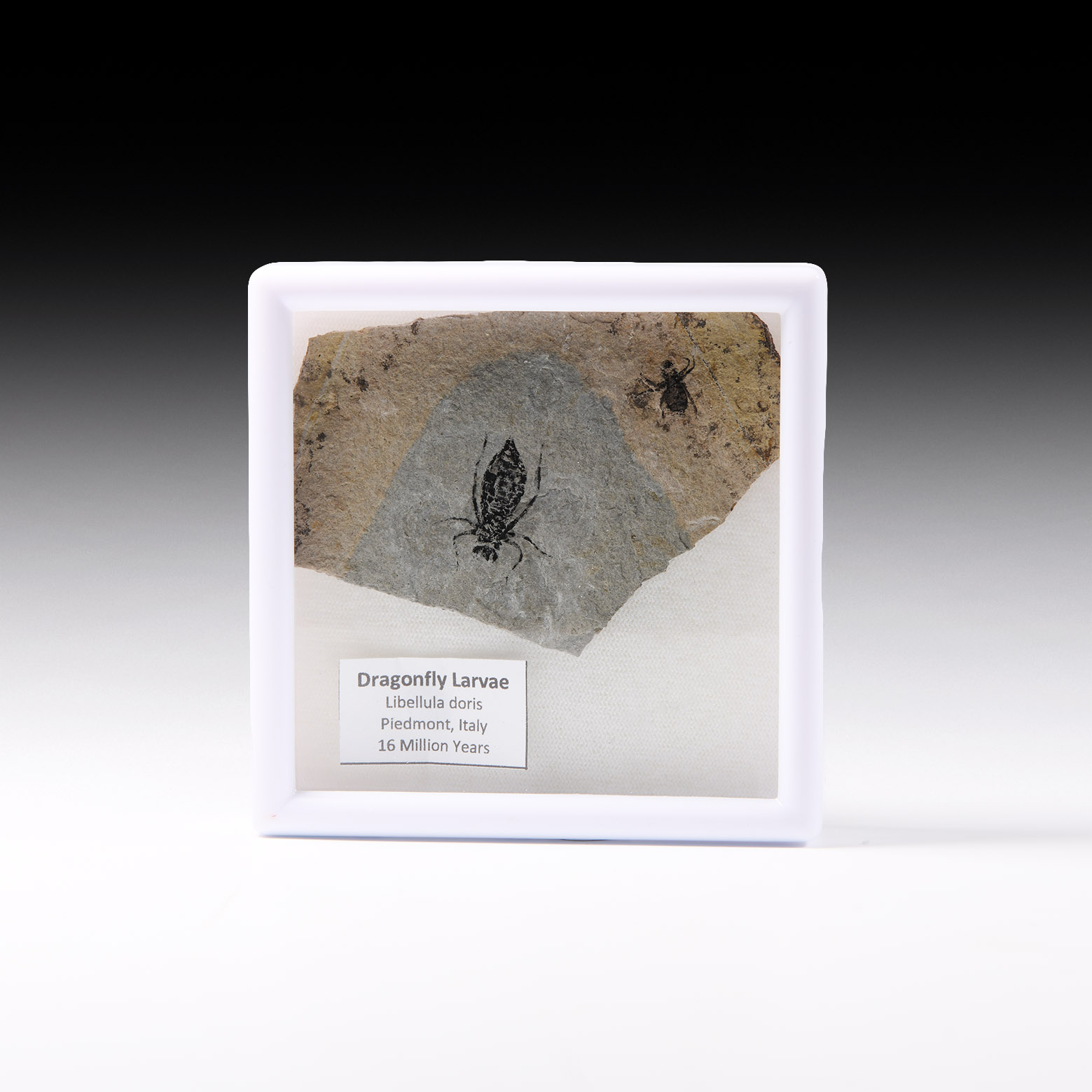Natural History - Fossil Dragonfly Larvae