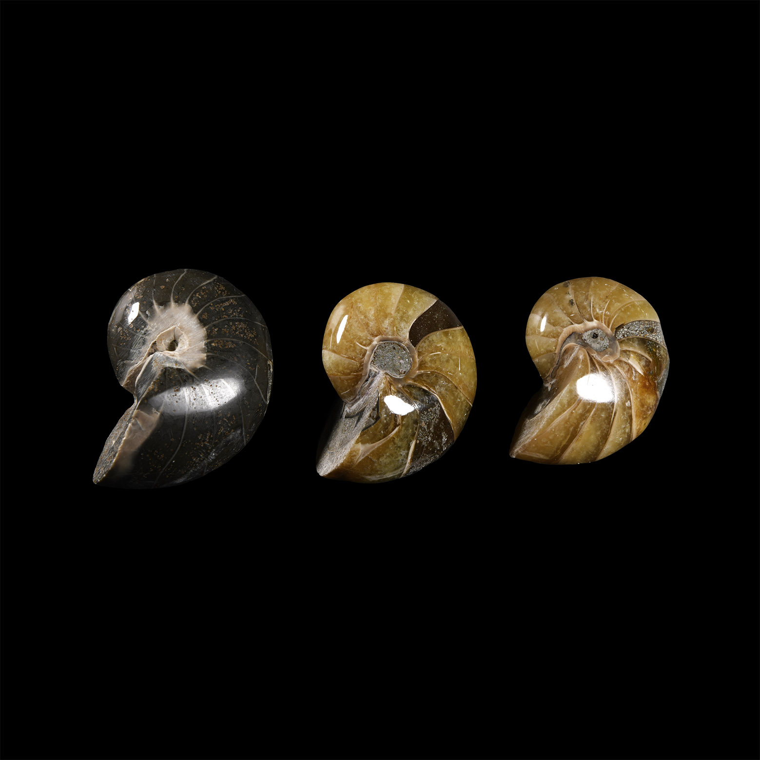 Natural History - Fossil Nautilus Group