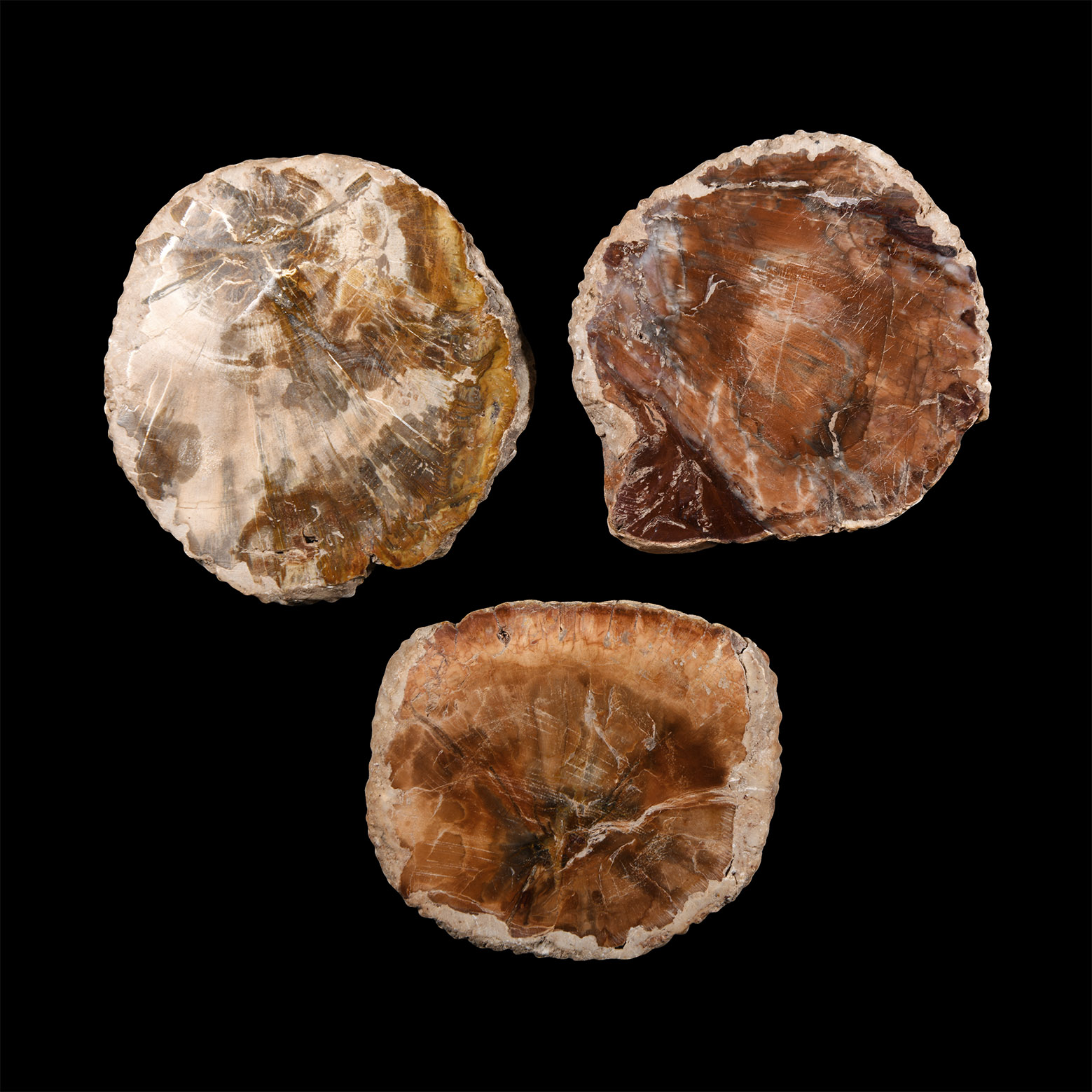 Natural History - Fossilised Wood Slice Group