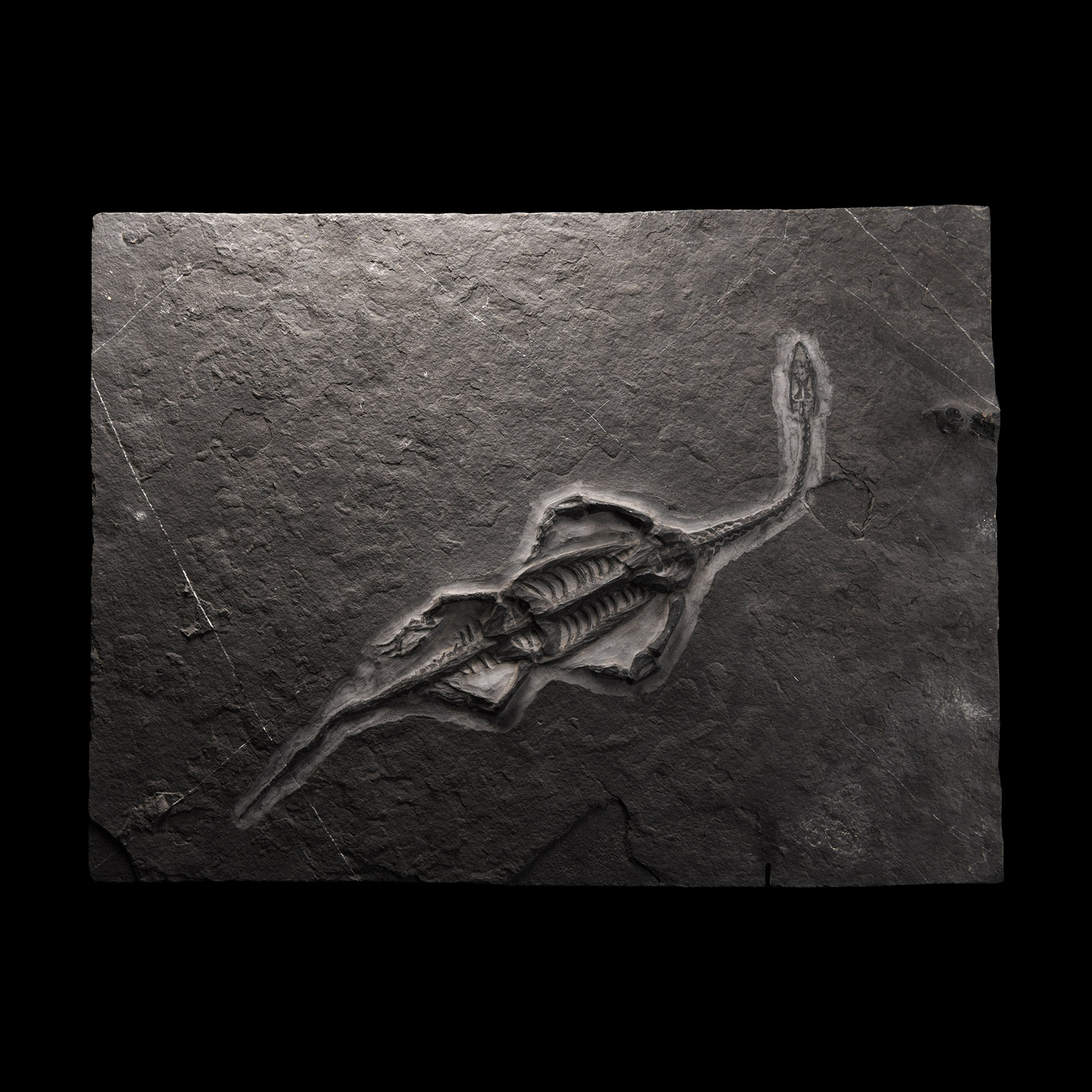 Natural History - Fossil Keichousaurus Marine Reptile Skeleton