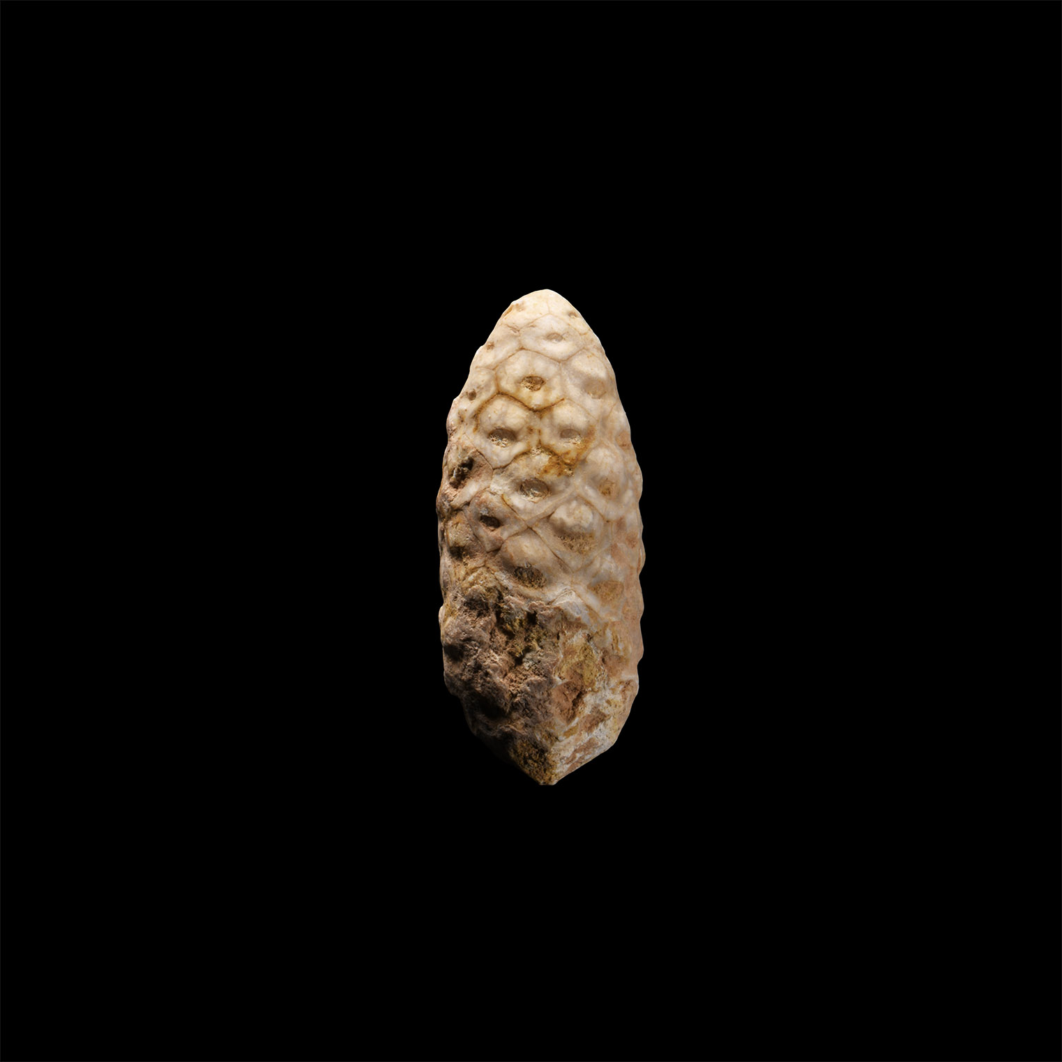 Natural History - Fossil Pine Cone