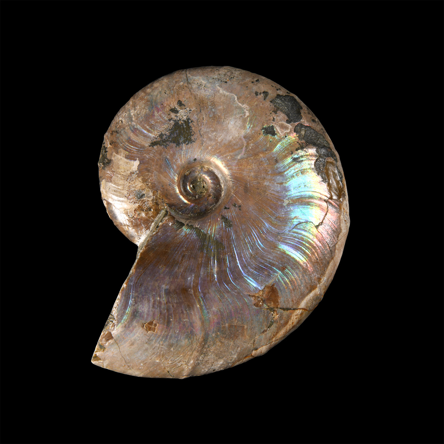 Natural History - Fossil Rainbow Shell Ammonite