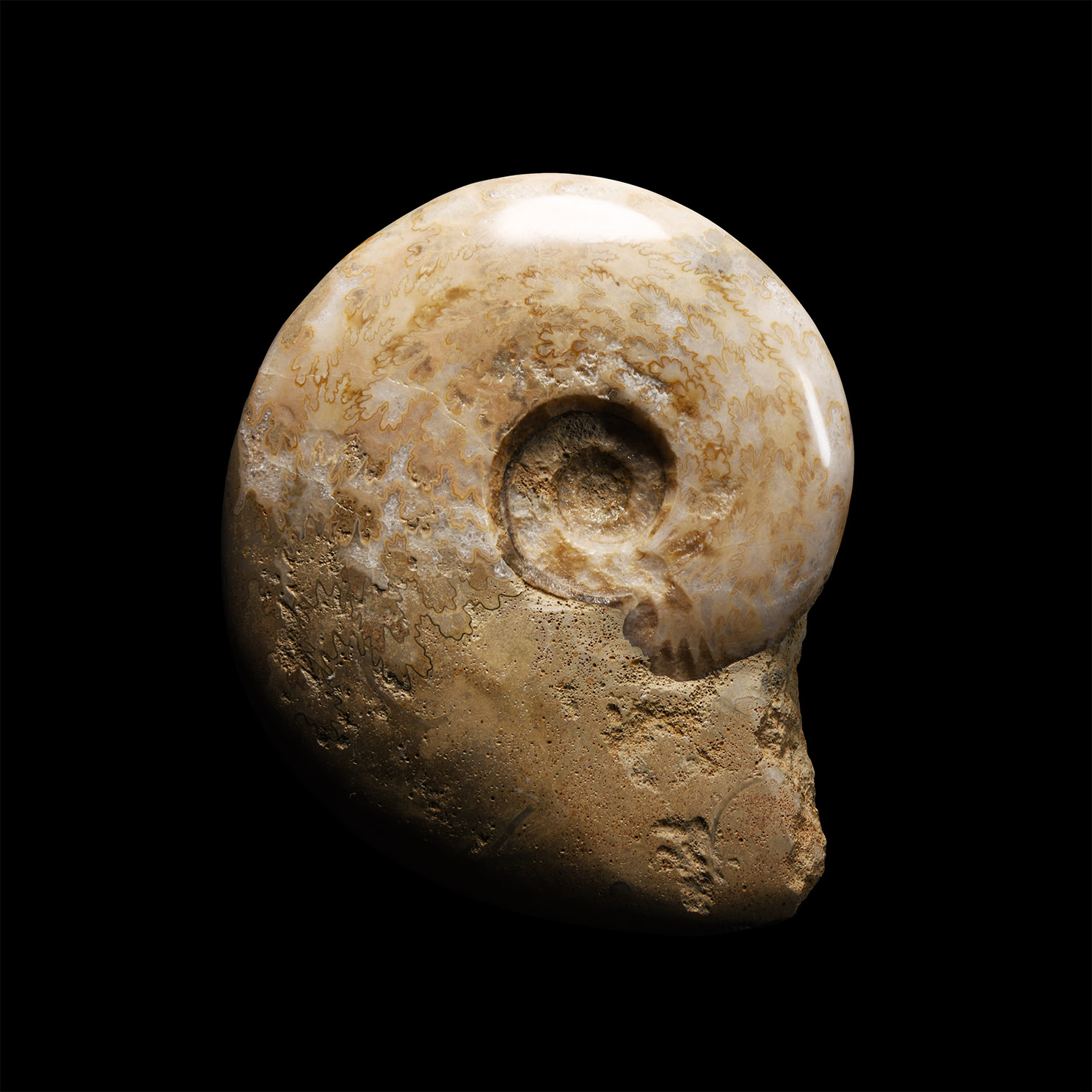 Natural History - Large Ludwigia Fossil Ammonite