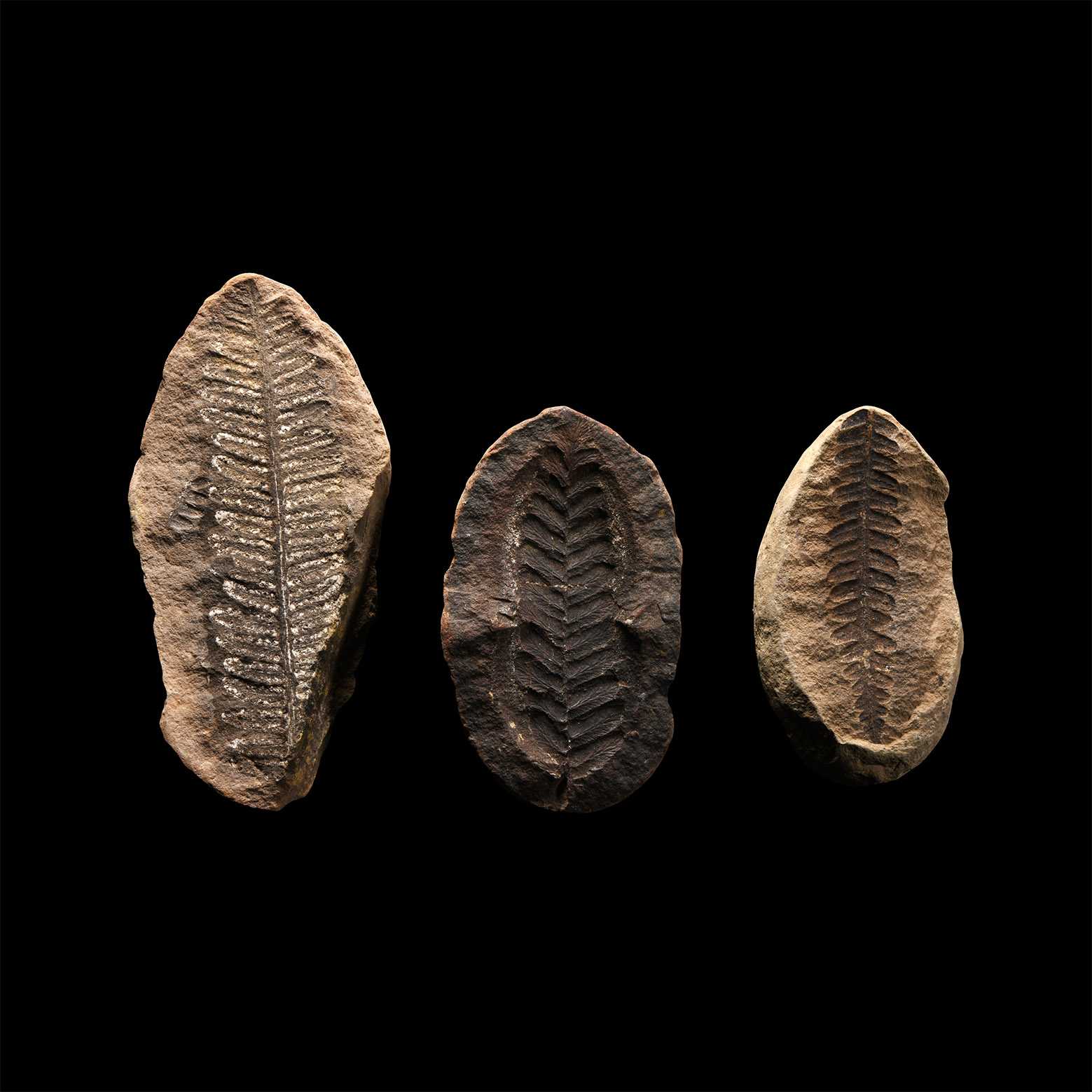 Natural History - Fossil Seed Fern Group