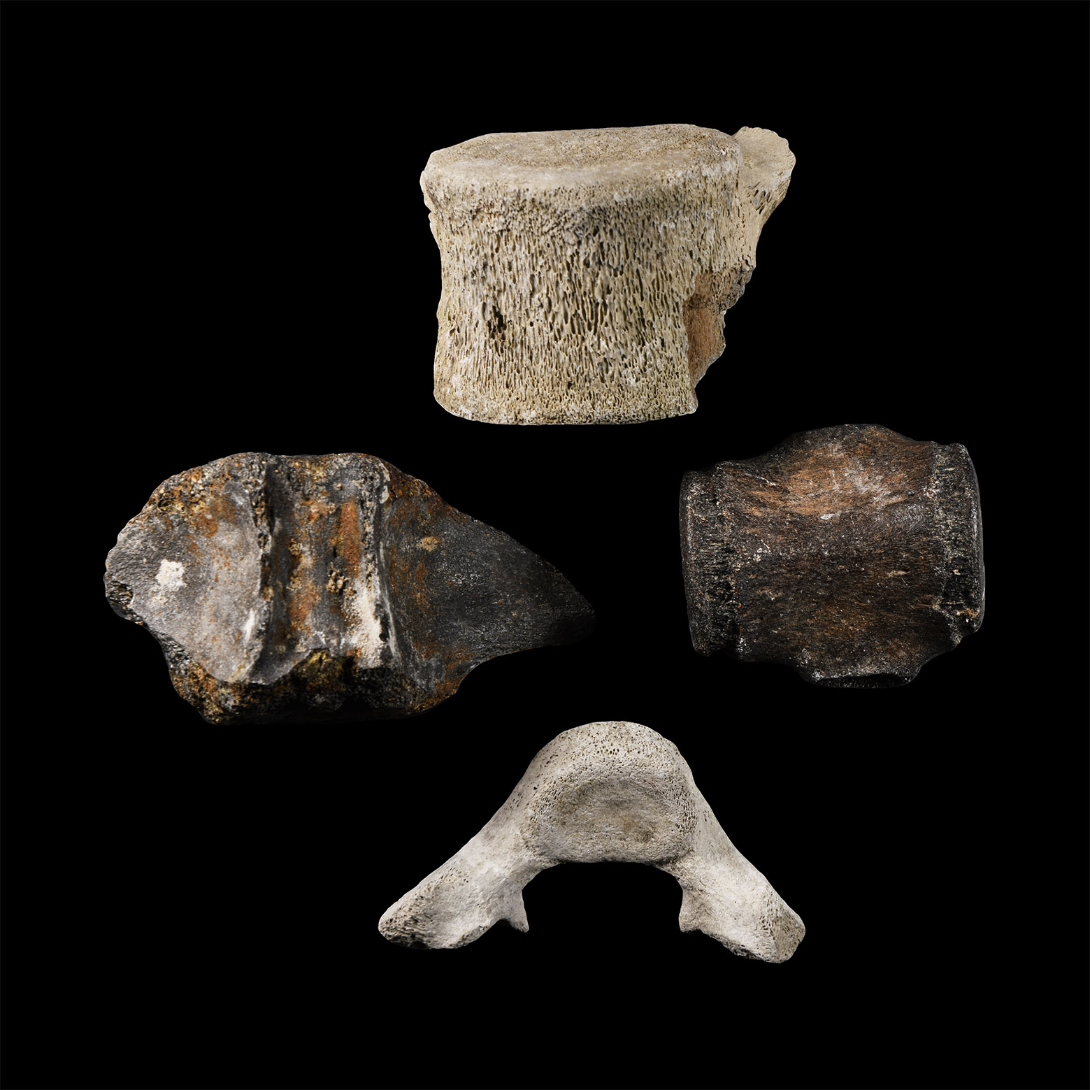 Natural History - Dolphin Vertebra Group