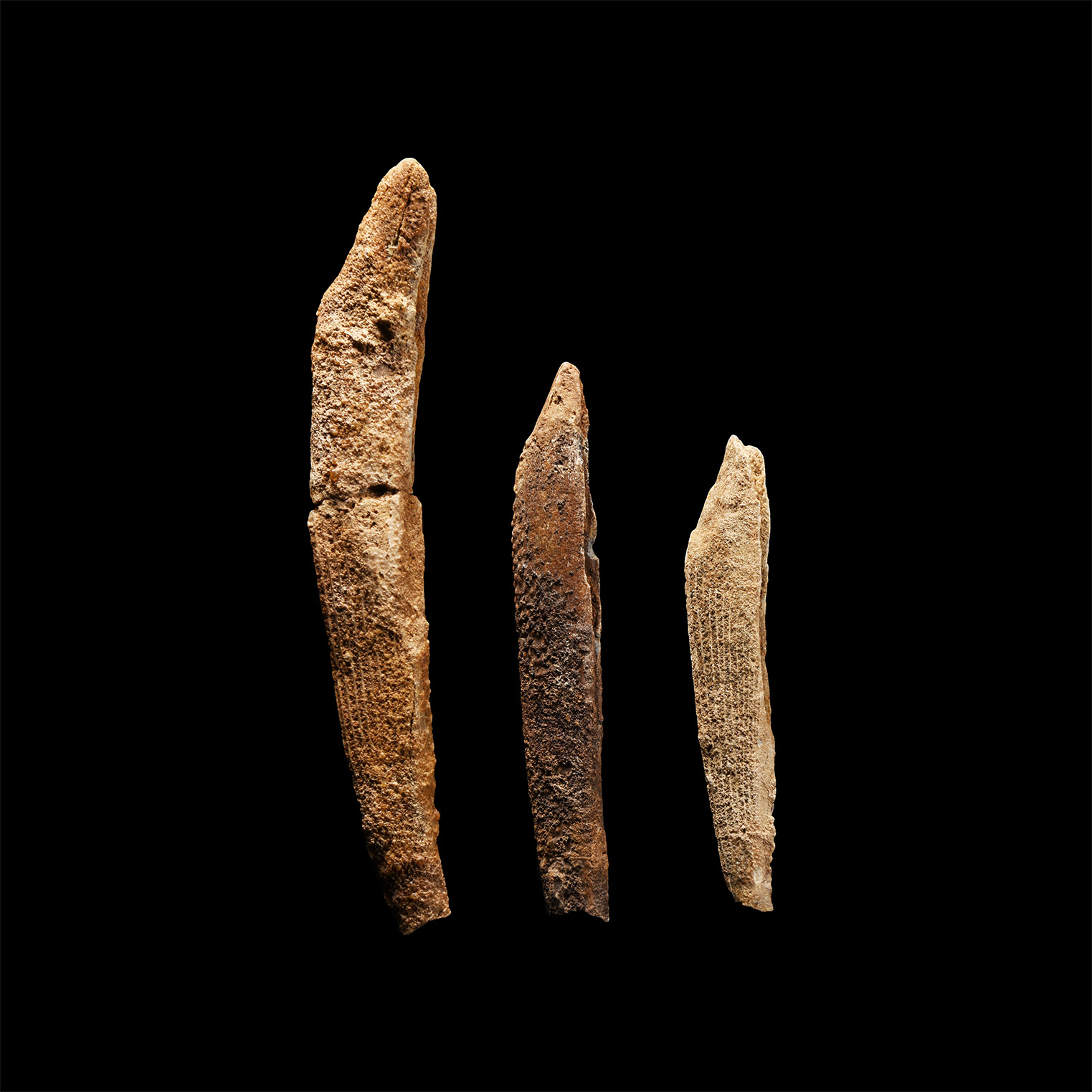 Natural History - Fossil Hybodus Shark Fin Spine Group
