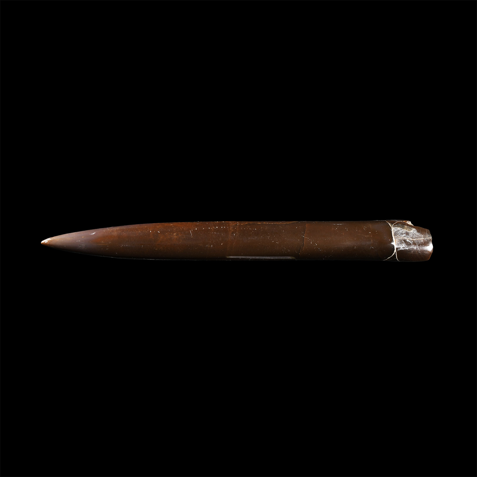 Natural History - Very Large Polished Fossil Belemnite
