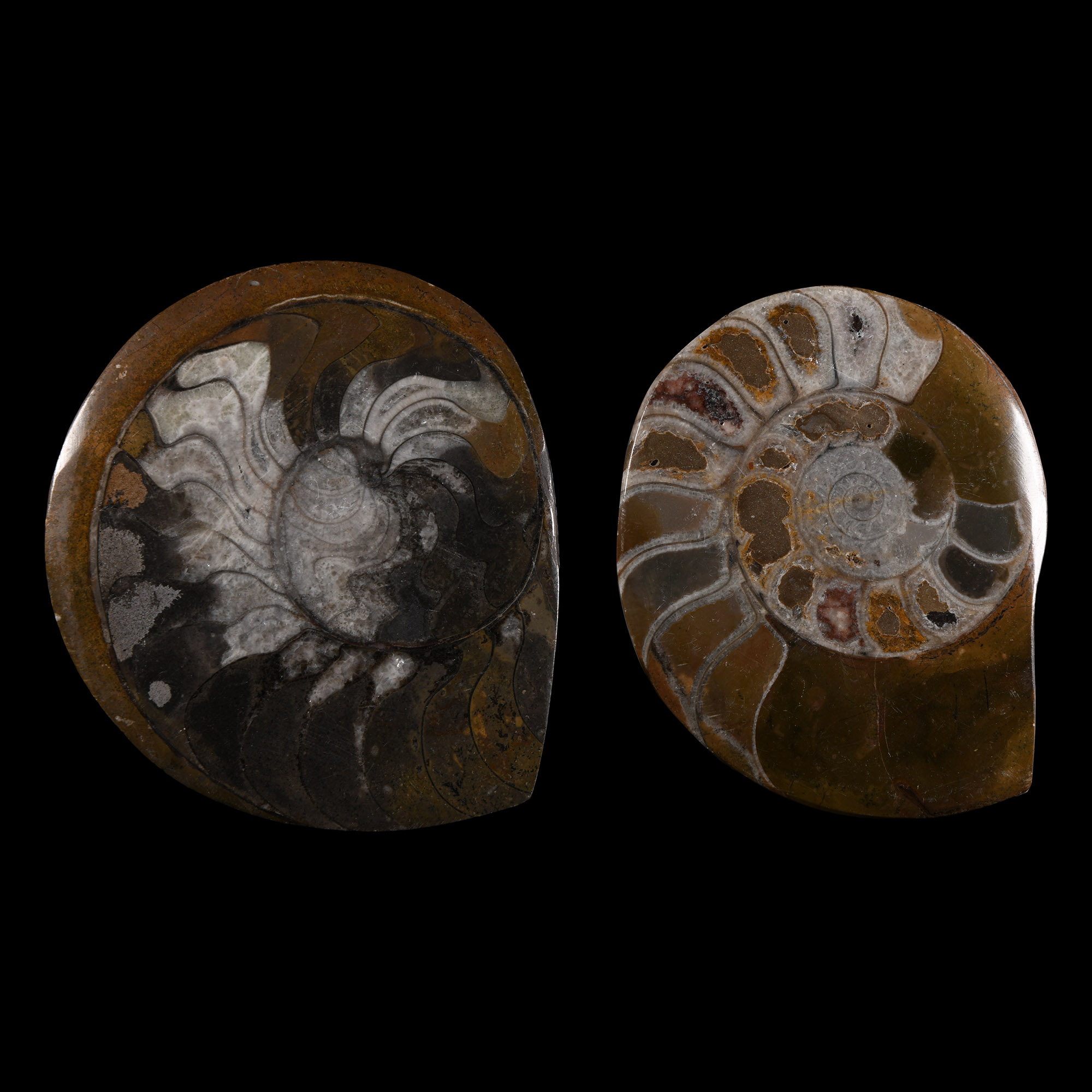 Natural History - Polished Goniatite 'Button' Pair