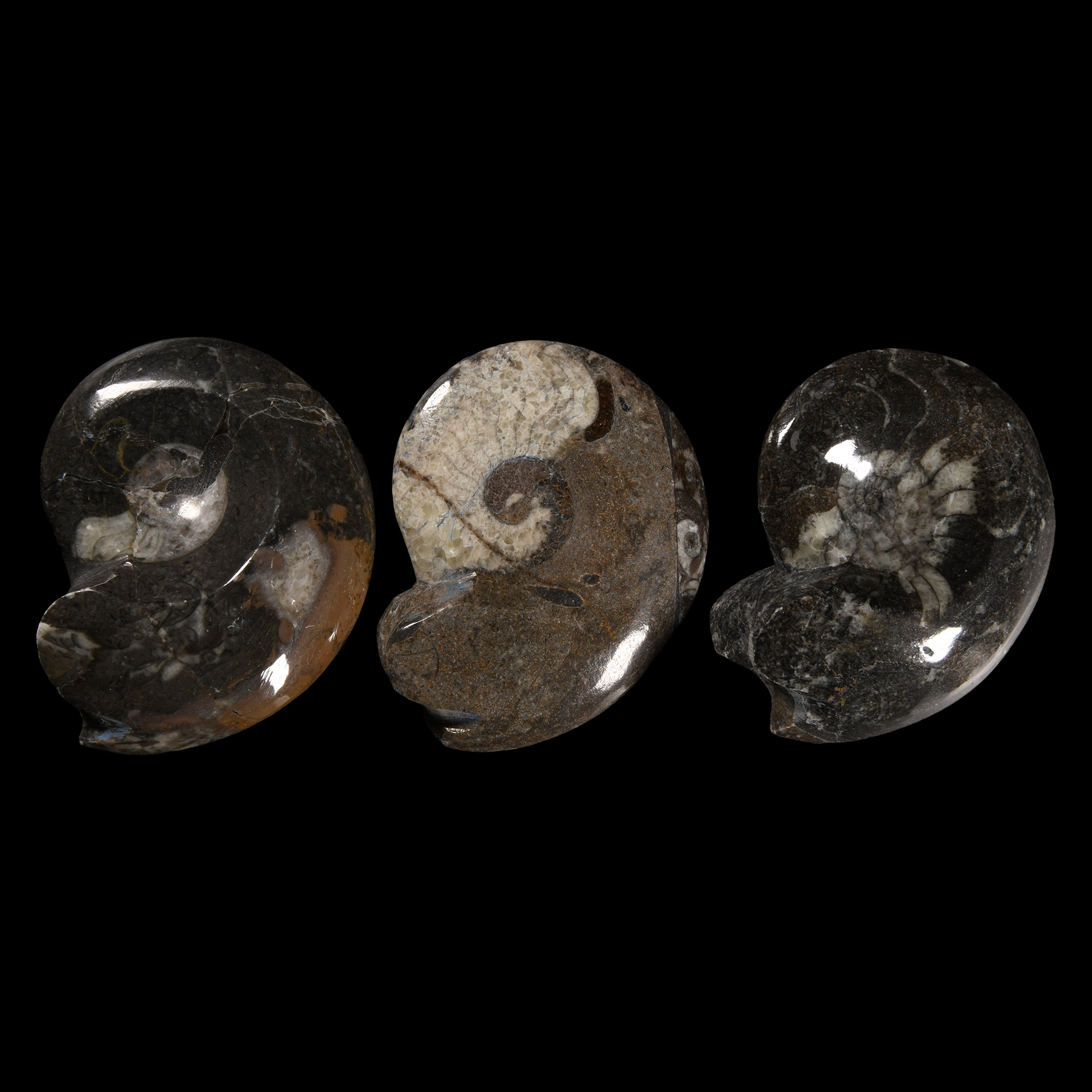 Natural History - Polished Ammonite Group