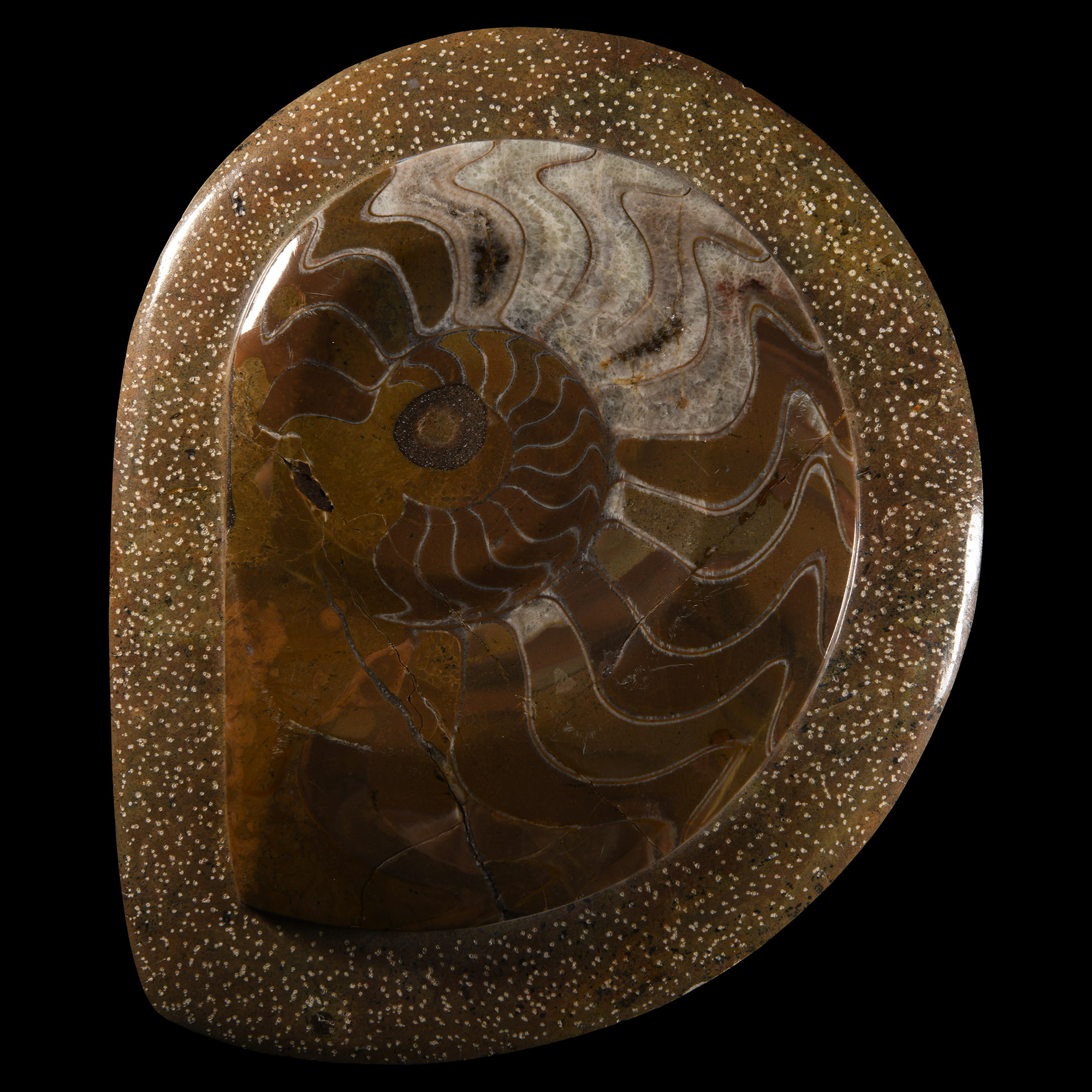 Natural History - Polished Goniatite Display