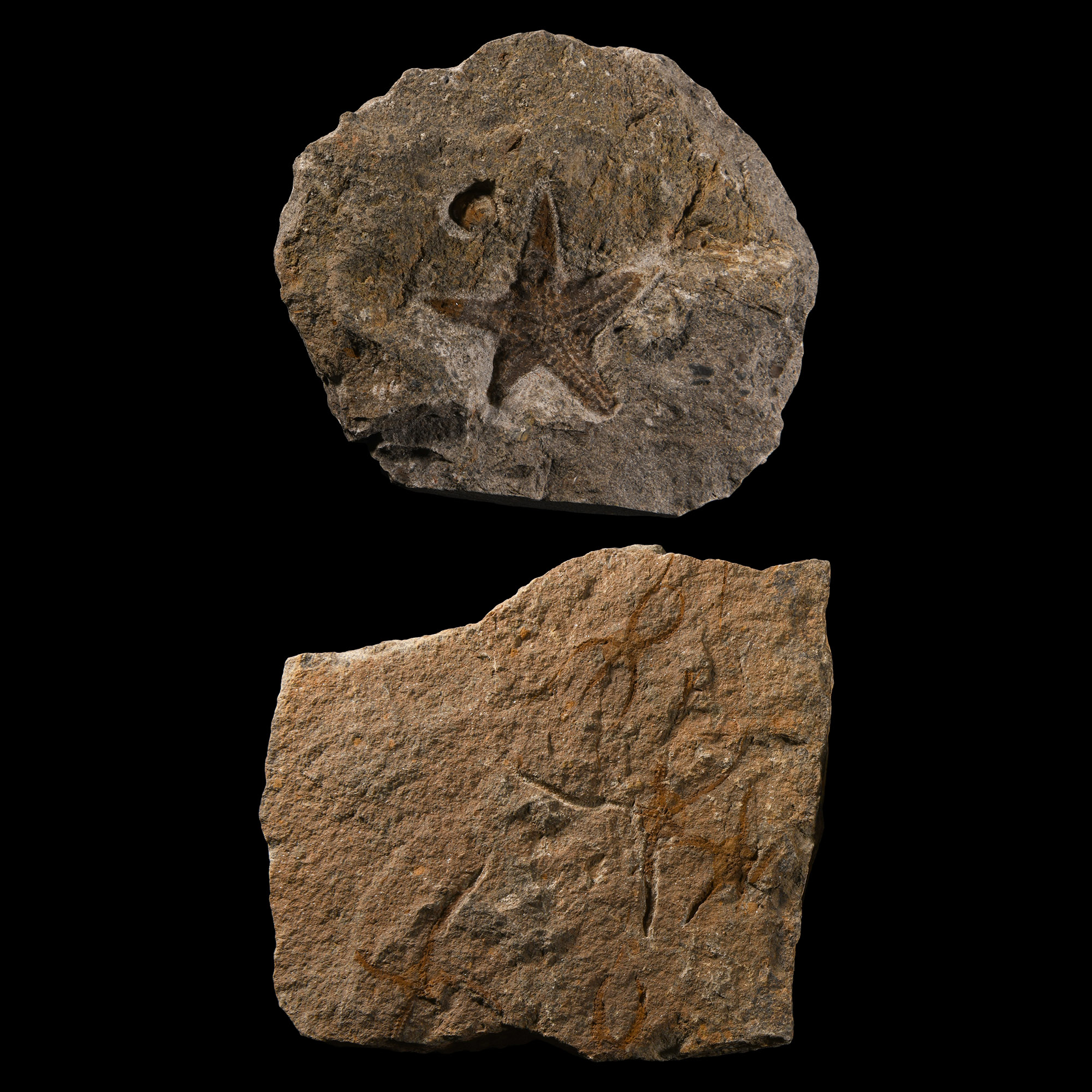 Natural History - Fossil Brittle Star and Starfish Pair