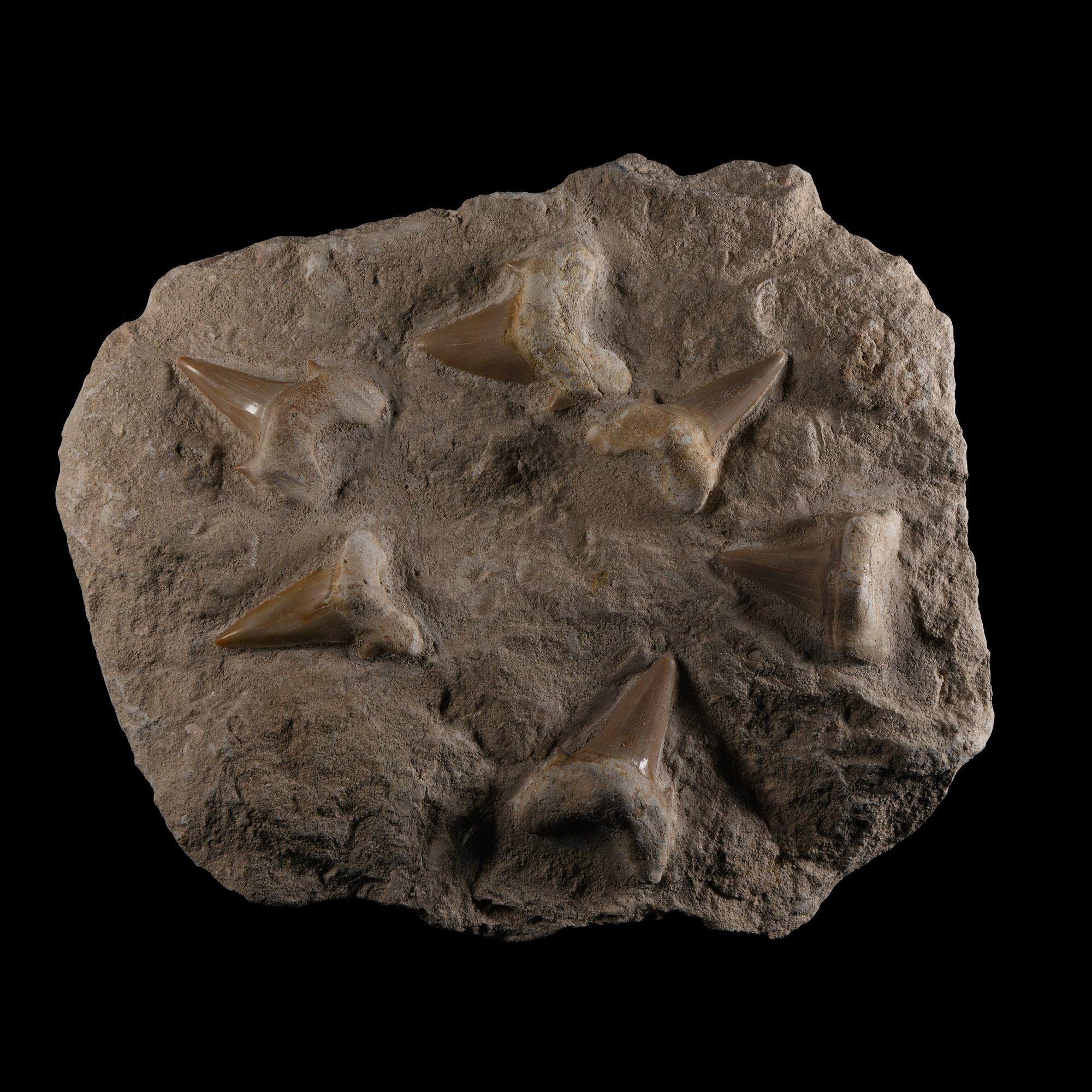 Natural History - Fossil Otodus Shark Tooth Plate