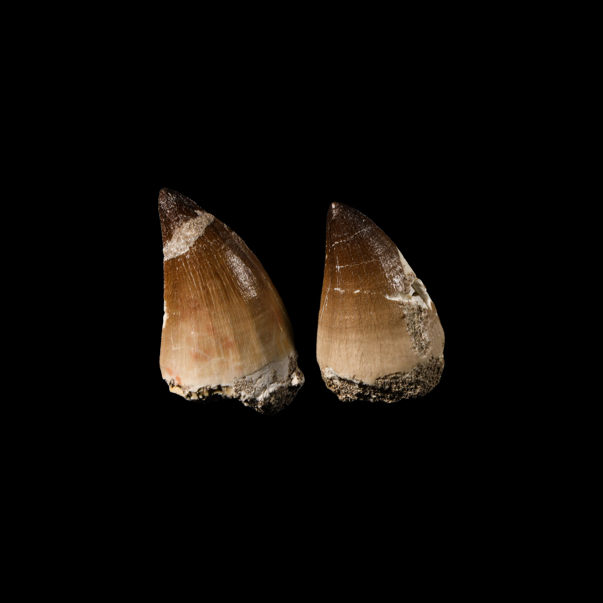 Natural History - Fossil Mosasaur Tooth Pair