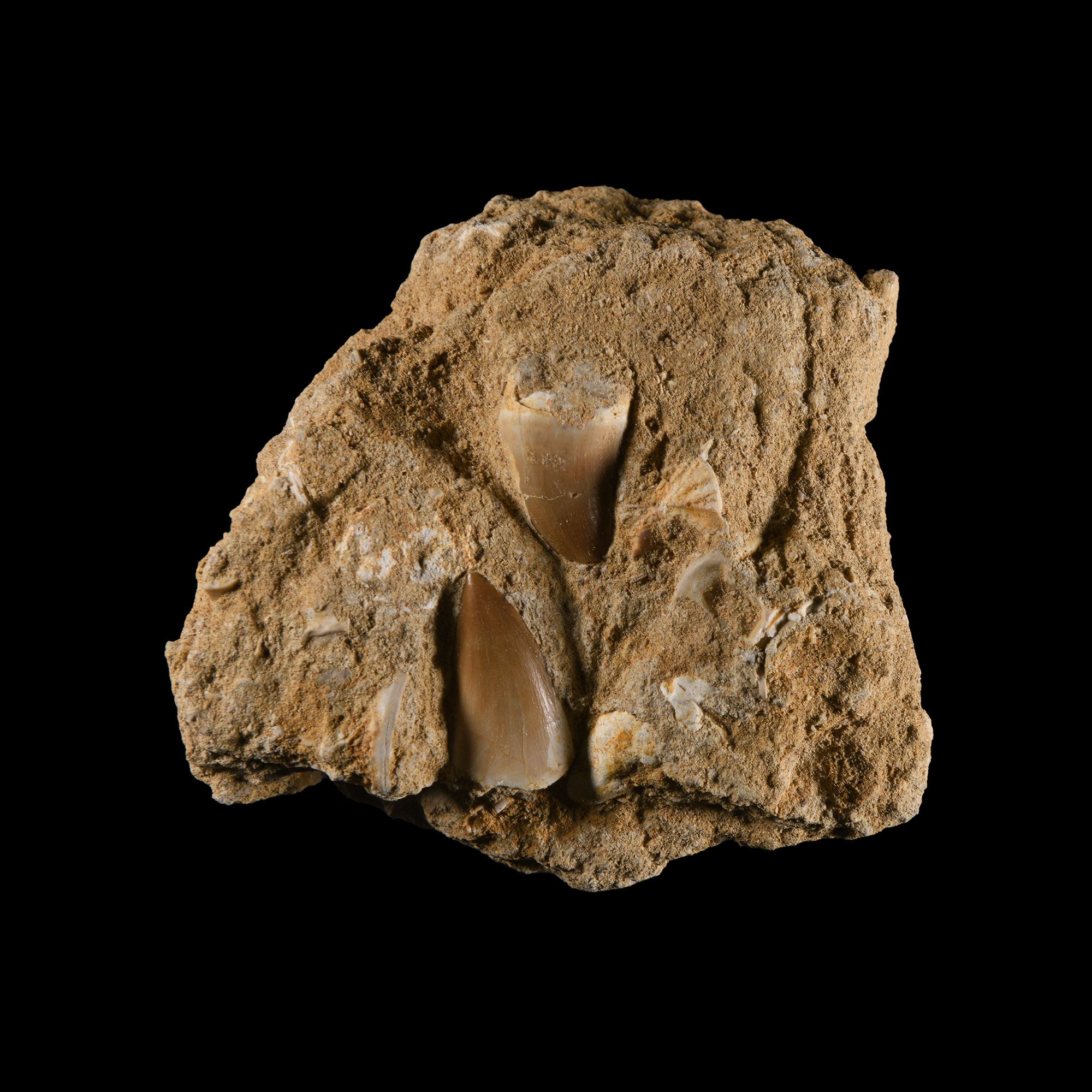 Natural History - Fossil Mosasaur Tooth and Fish Bone Display