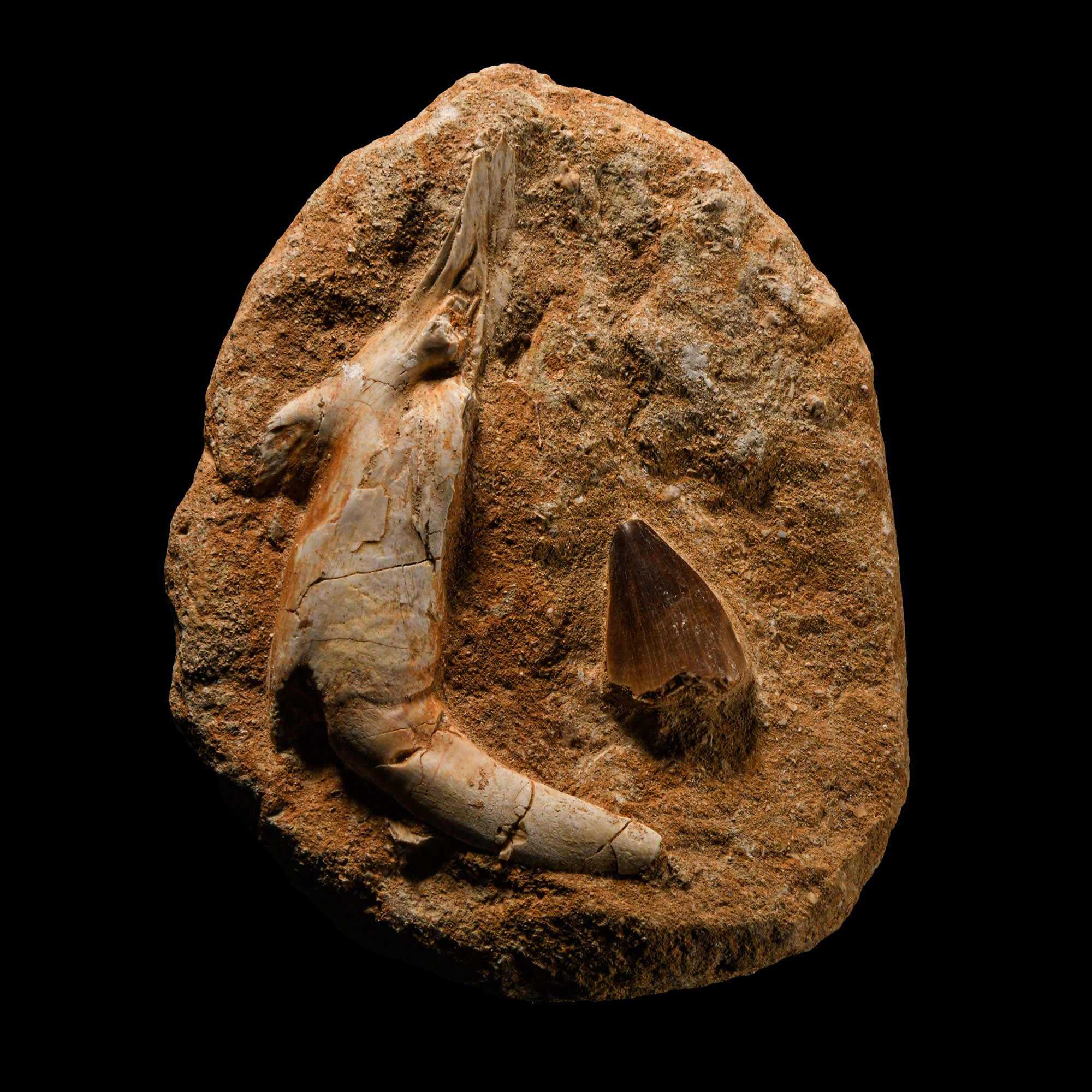 Natural History - Fossil Mosasaur and Enchodus Tooth Display