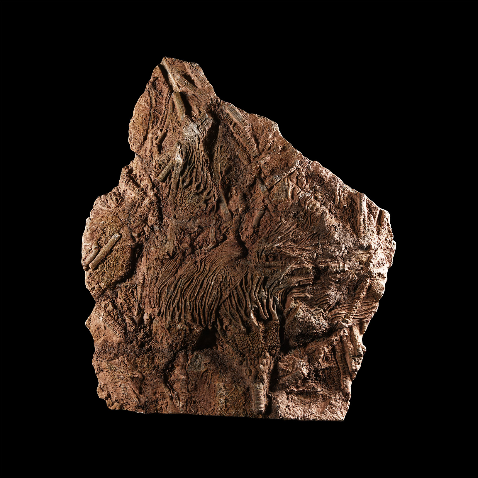 Natural History - Large Fossil Crinoid Plate