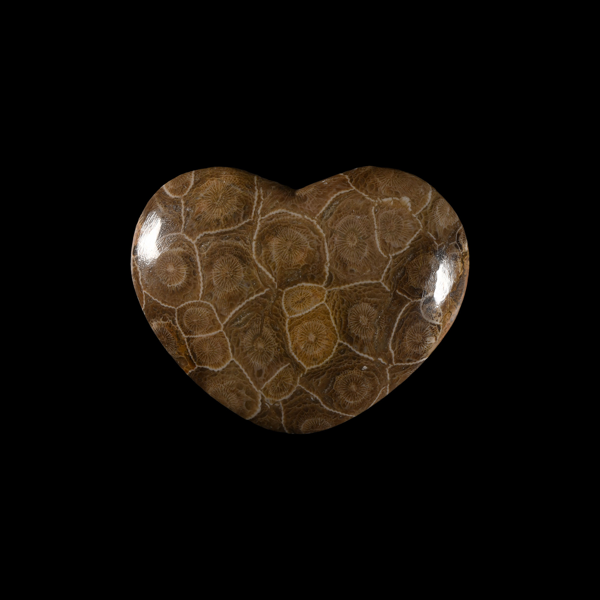 Natural History - Polished Heart-Shaped Fossil Coral Display