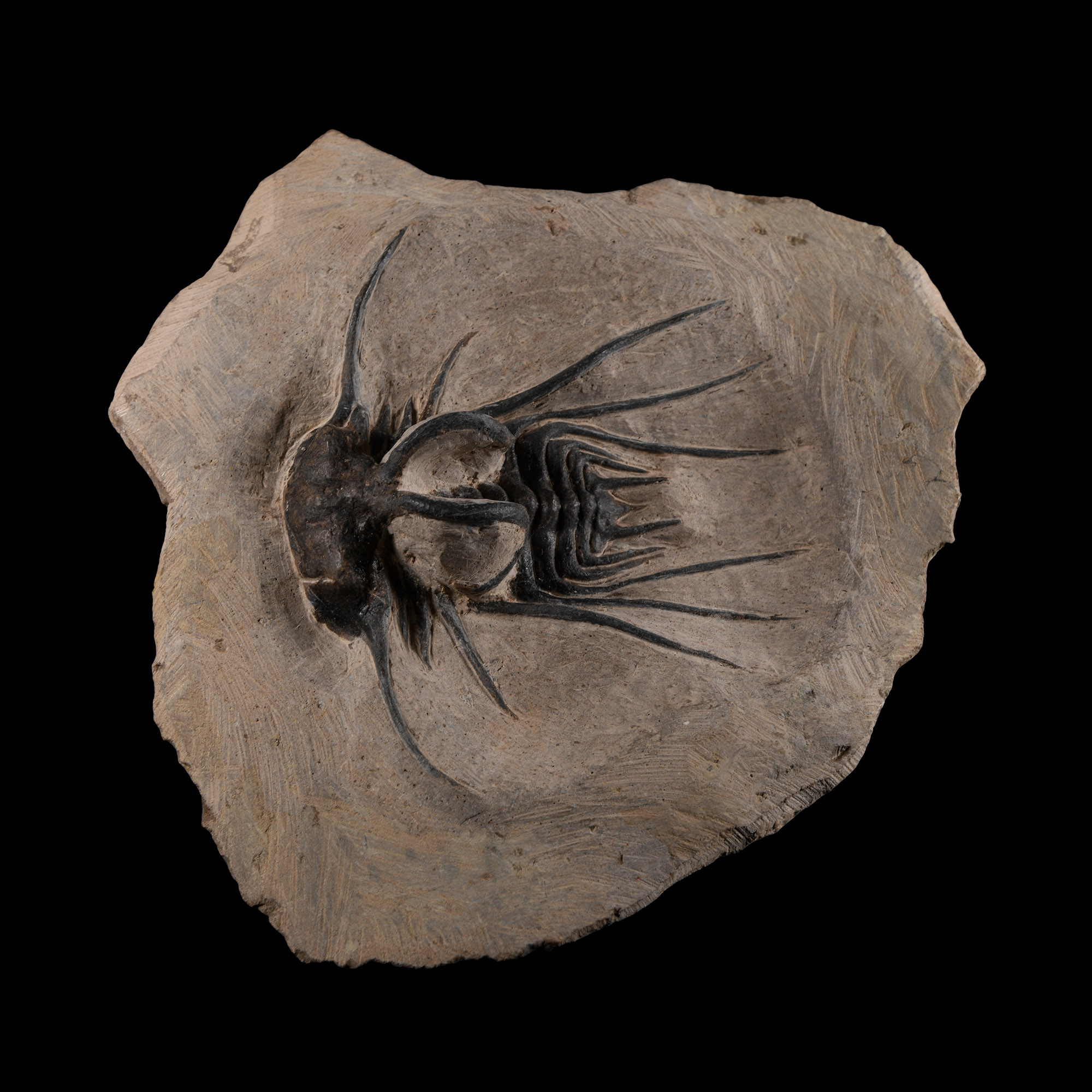 Natural History - Fossil Dicranurus Trilobite