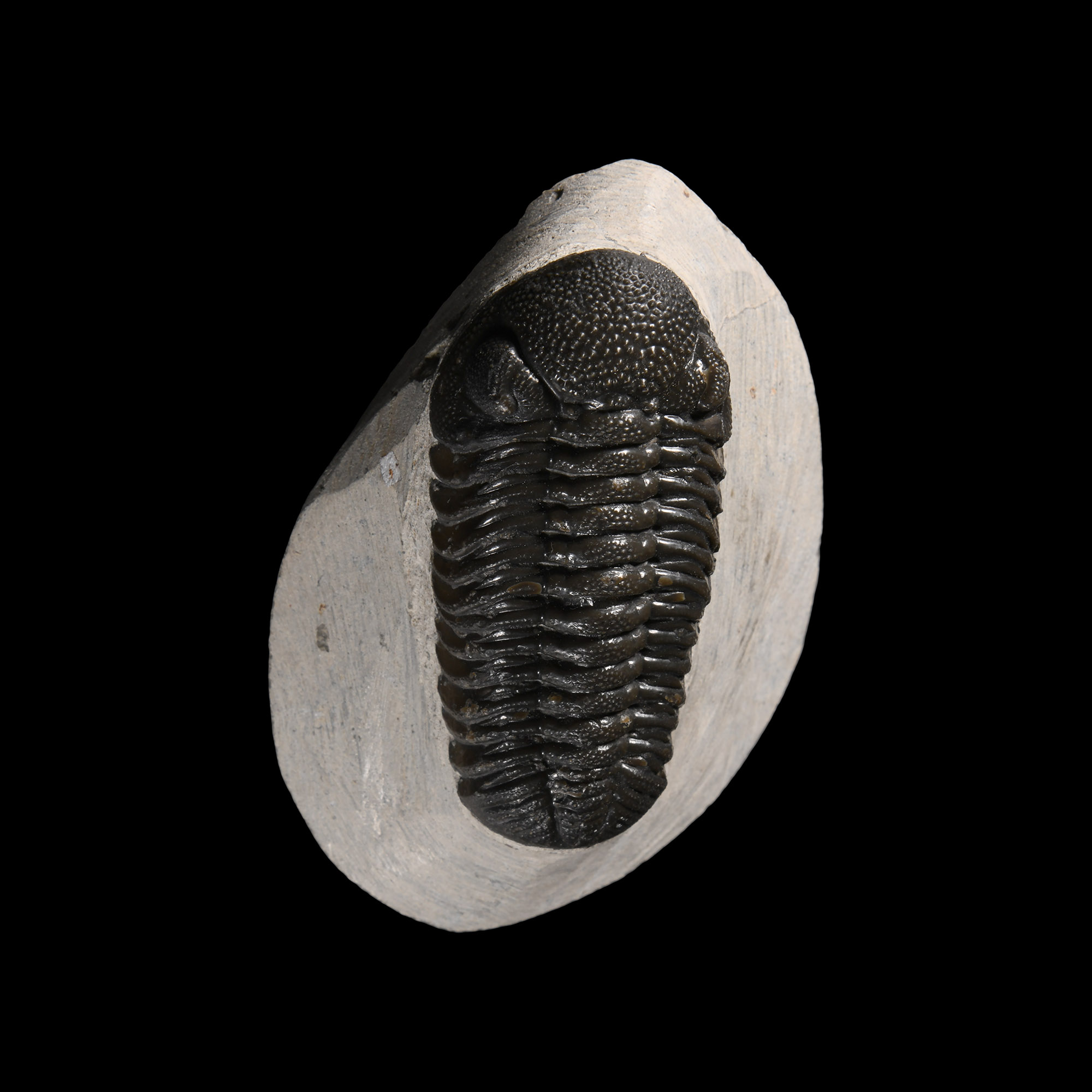 Natural History - Fossil Phacops Trilobite