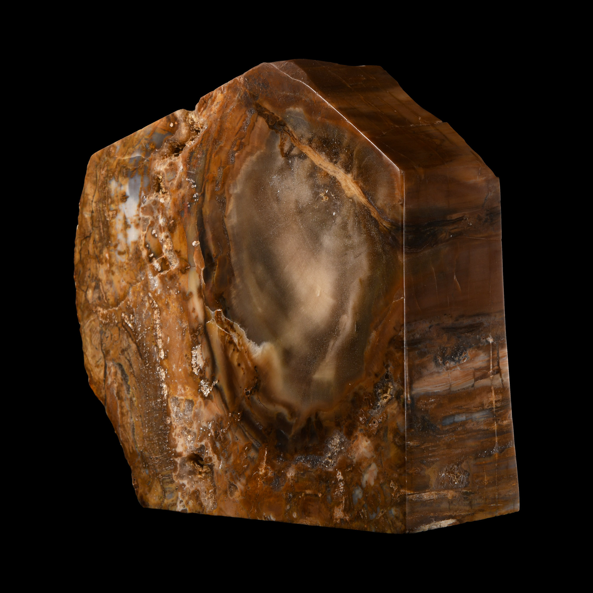 Natural History - Fossil Tree Trunk Section