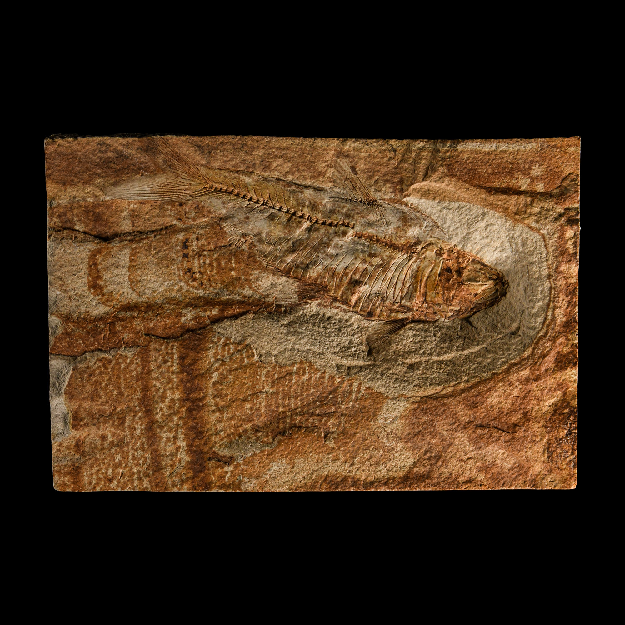 Natural History - Diplomystus Fish Fossil