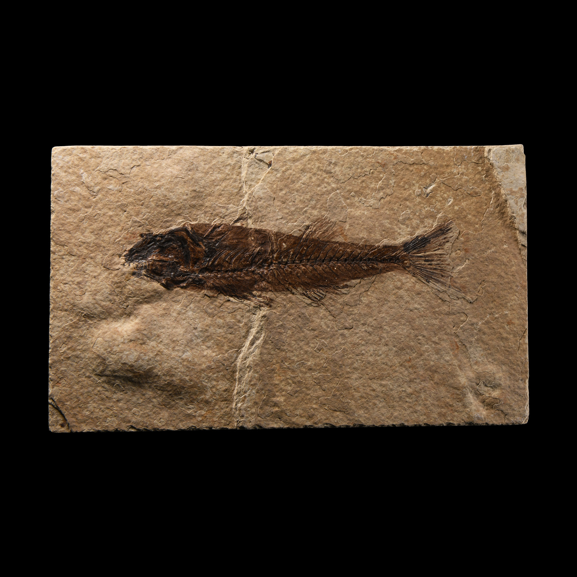 Natural History - Fossil Mioplosus Fish