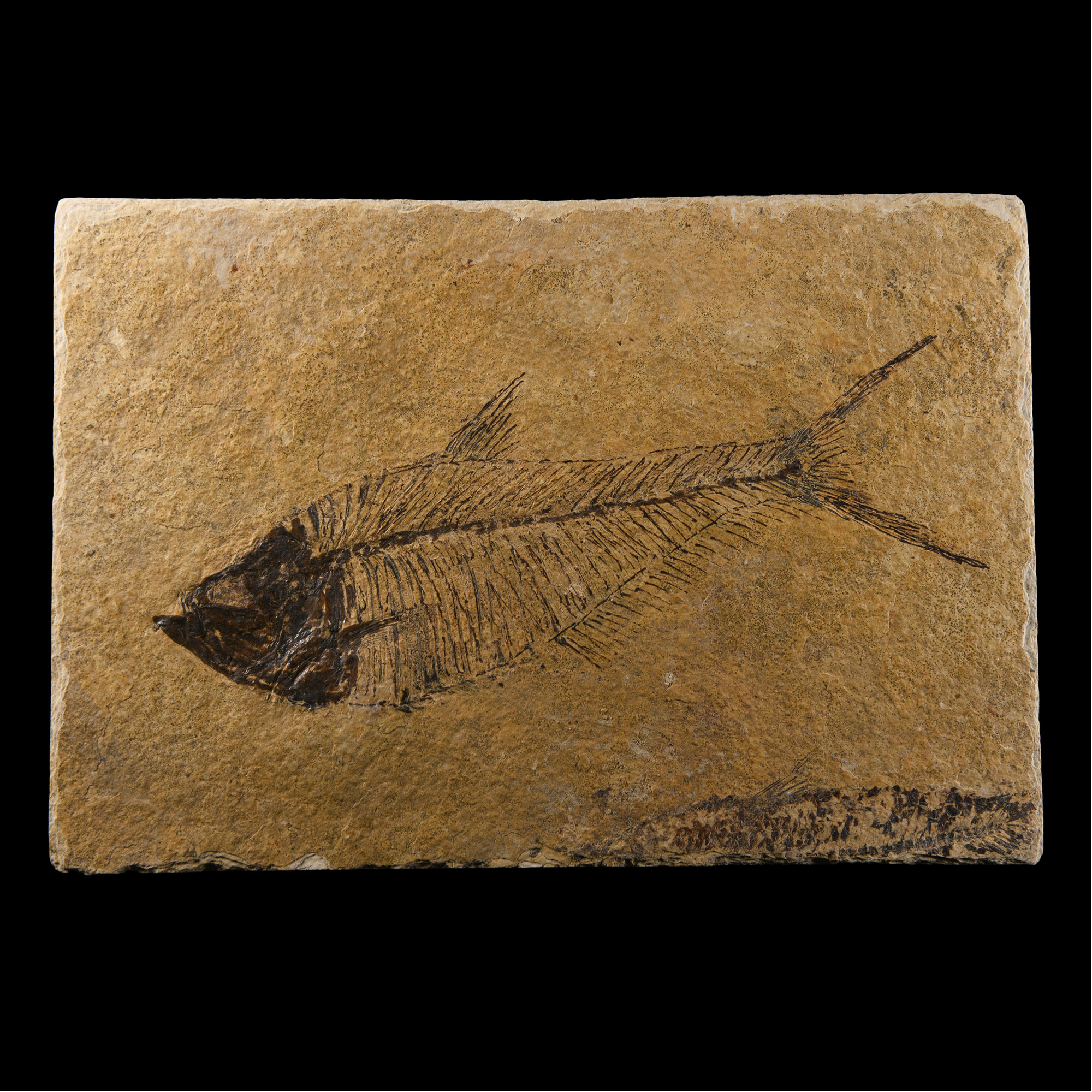 Natural History - Fossil Diplomystus Fish Plate