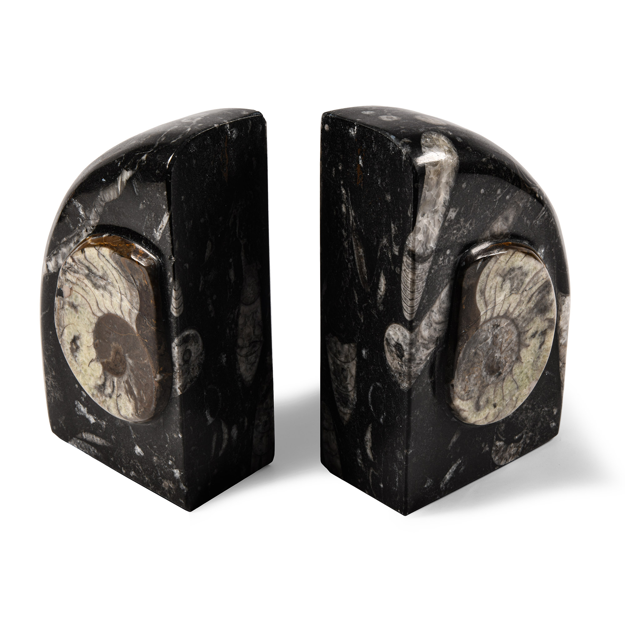 Natural History - Fossil Goniatite Bookend Pair