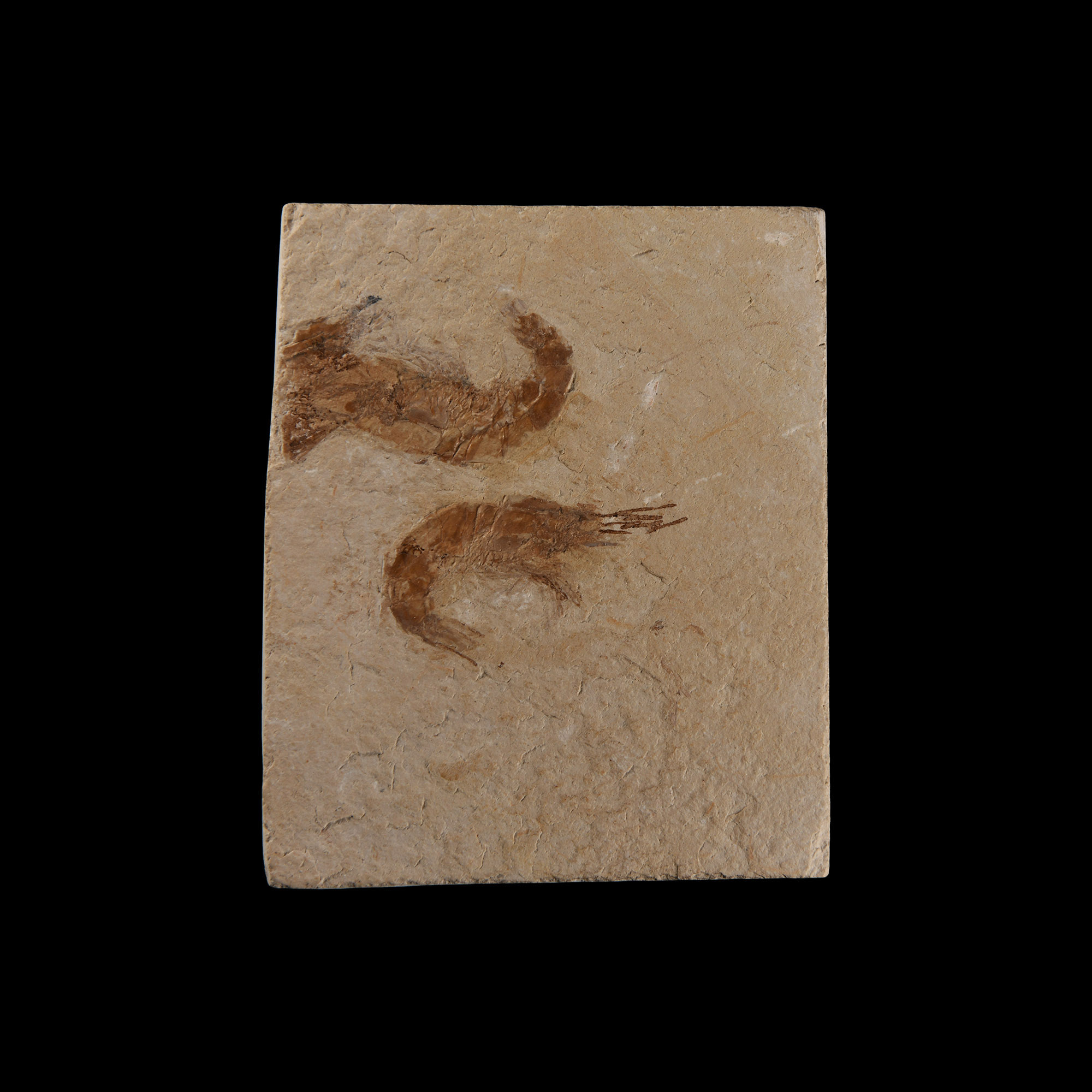 Natural History - Fossil Shrimp