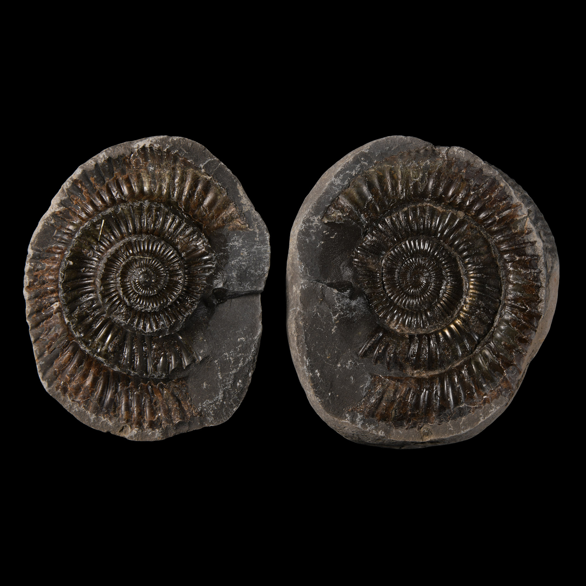 Natural History - Fossil 'Whitby Dac' Ammonite Nodule
