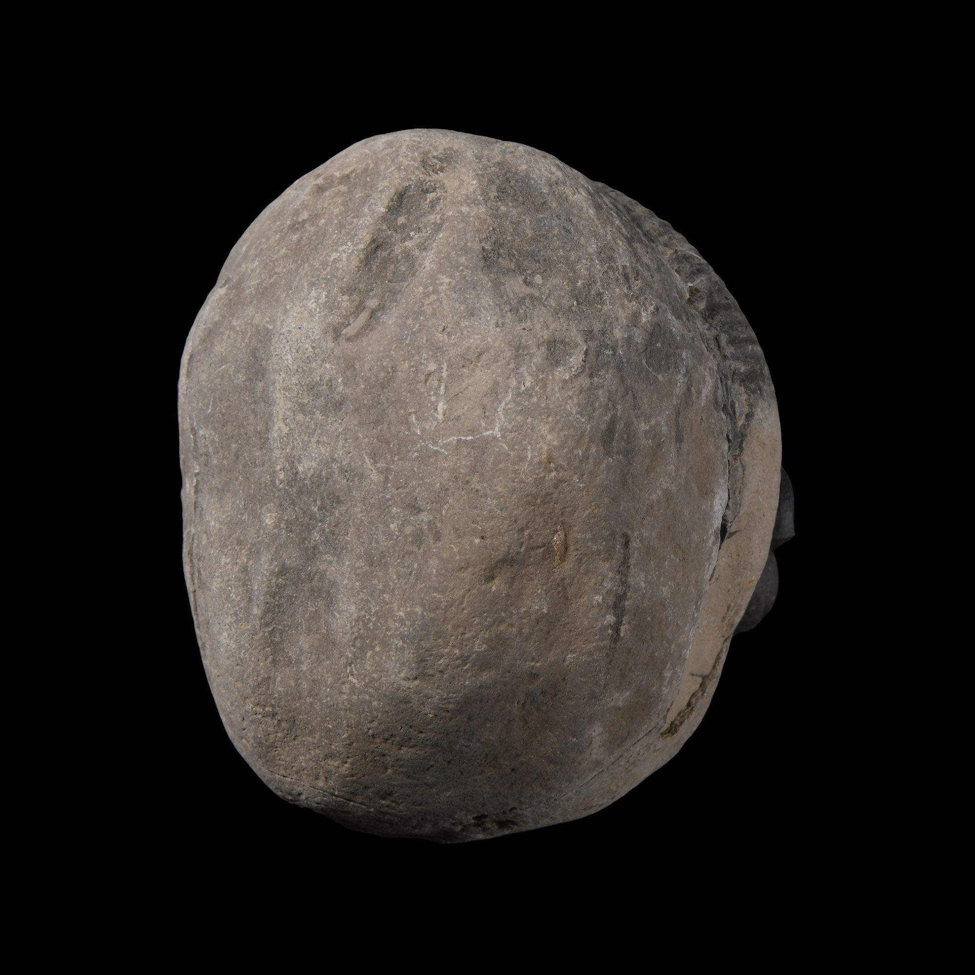 Natural History - Fossil 'Whitby Dac' Ammonite Nodule