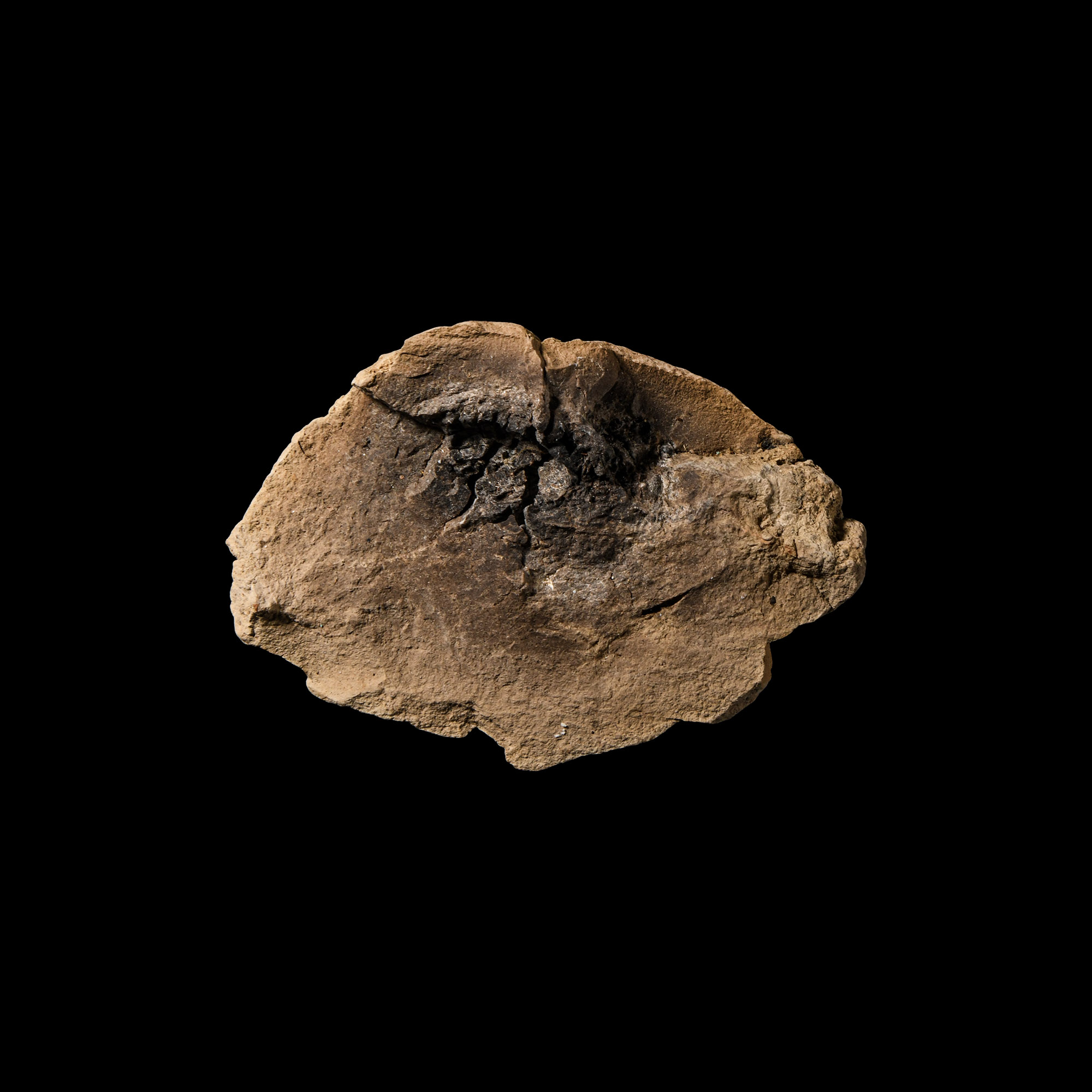 Natural History - North American T-Rex Coprolite
