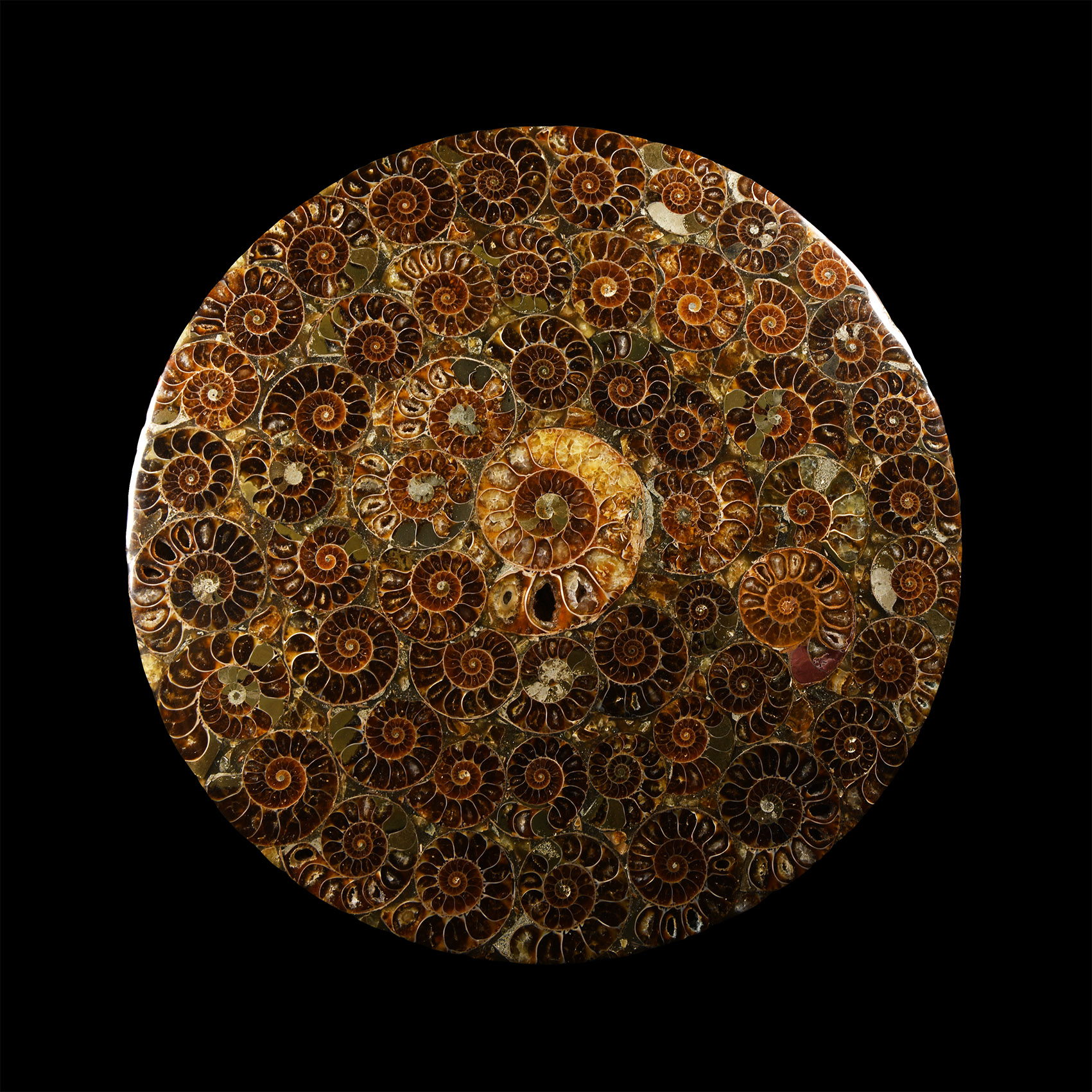 Natural History - Polished Ammonite Plate