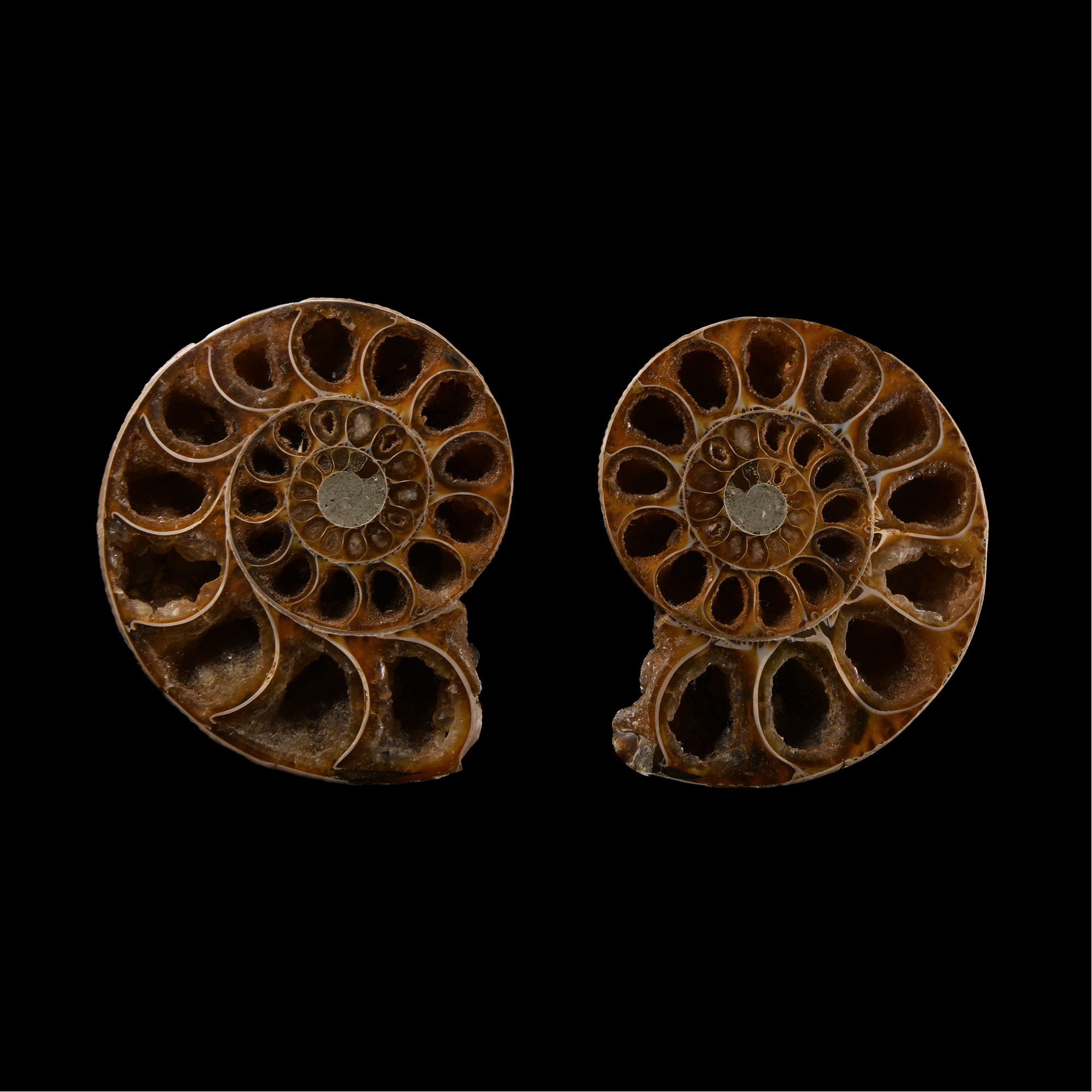 Natural History - Cut and Polished Fossil Ammonite