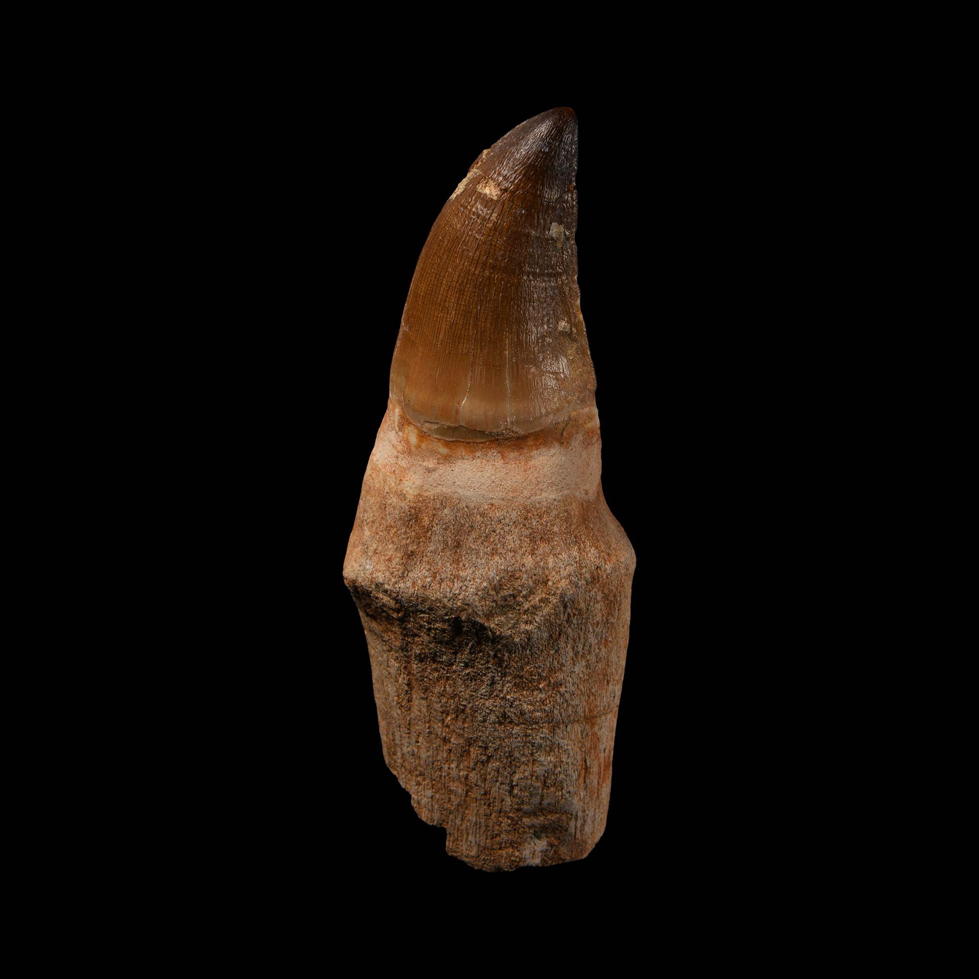 Natural History - Fossil Mosasaur Tooth with Root