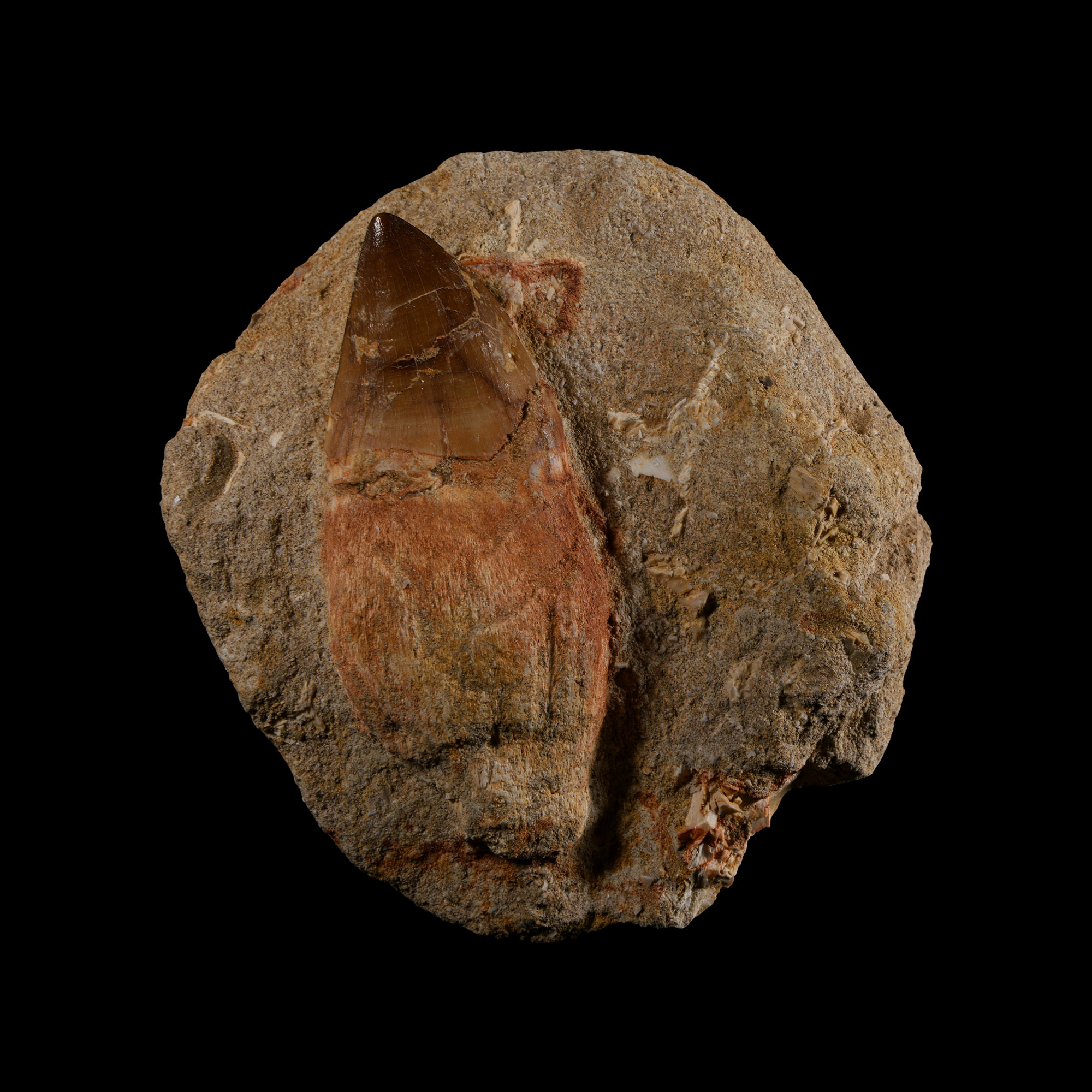 Natural History - Fossil Mosasaur Tooth with Root