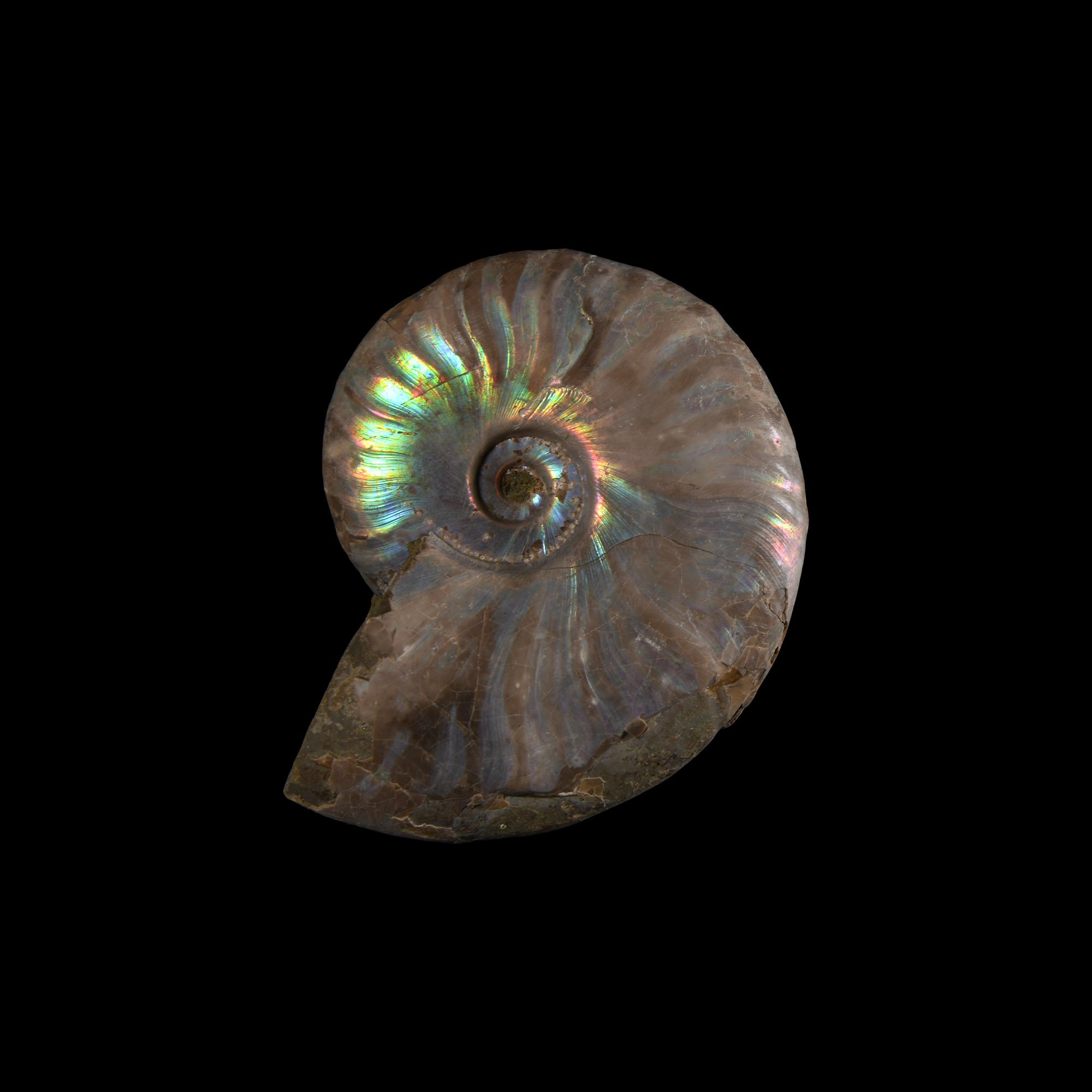 Natural History - Iridescent Fossil Ammonite