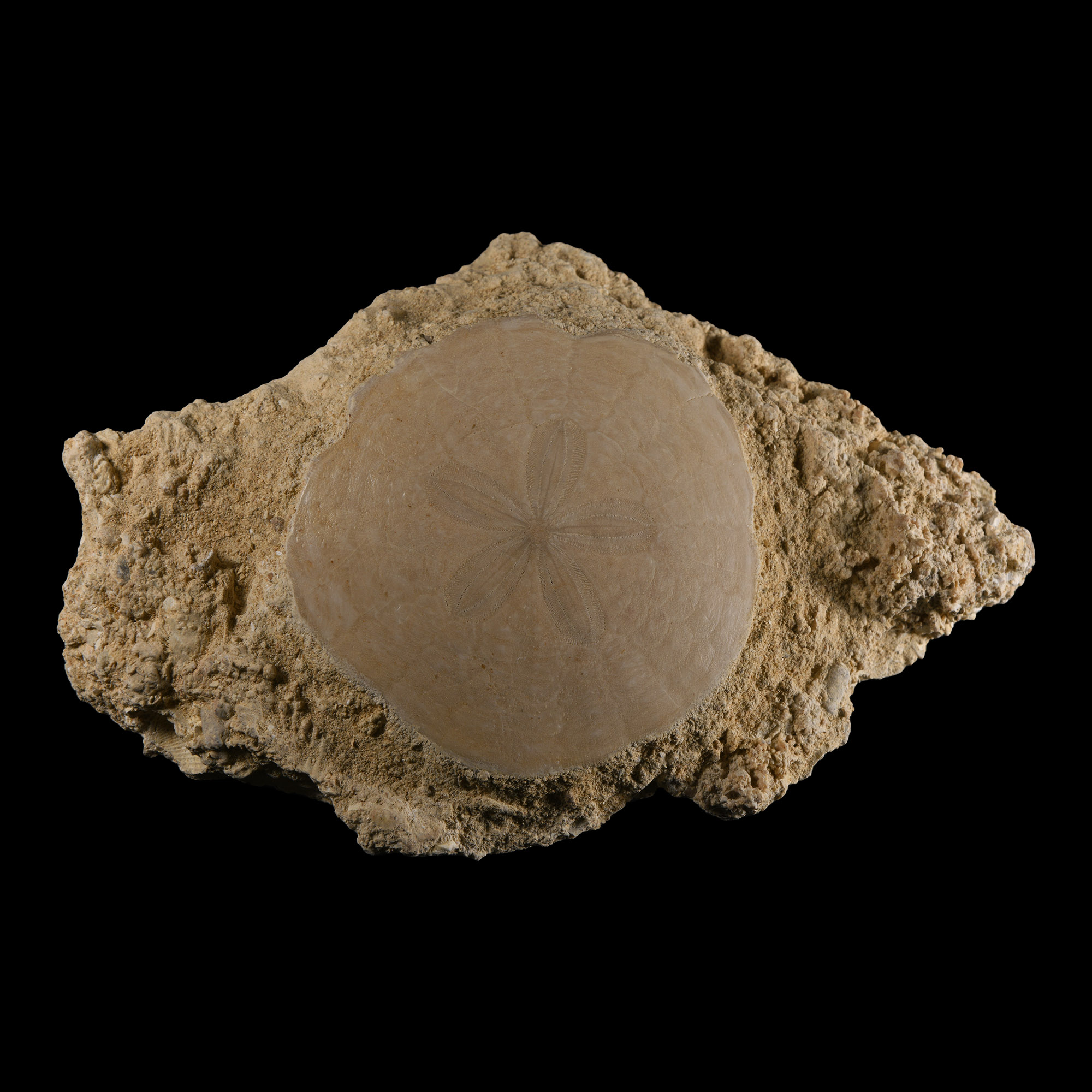 Natural History - Fossil 'Sand Dollar' on Matrix