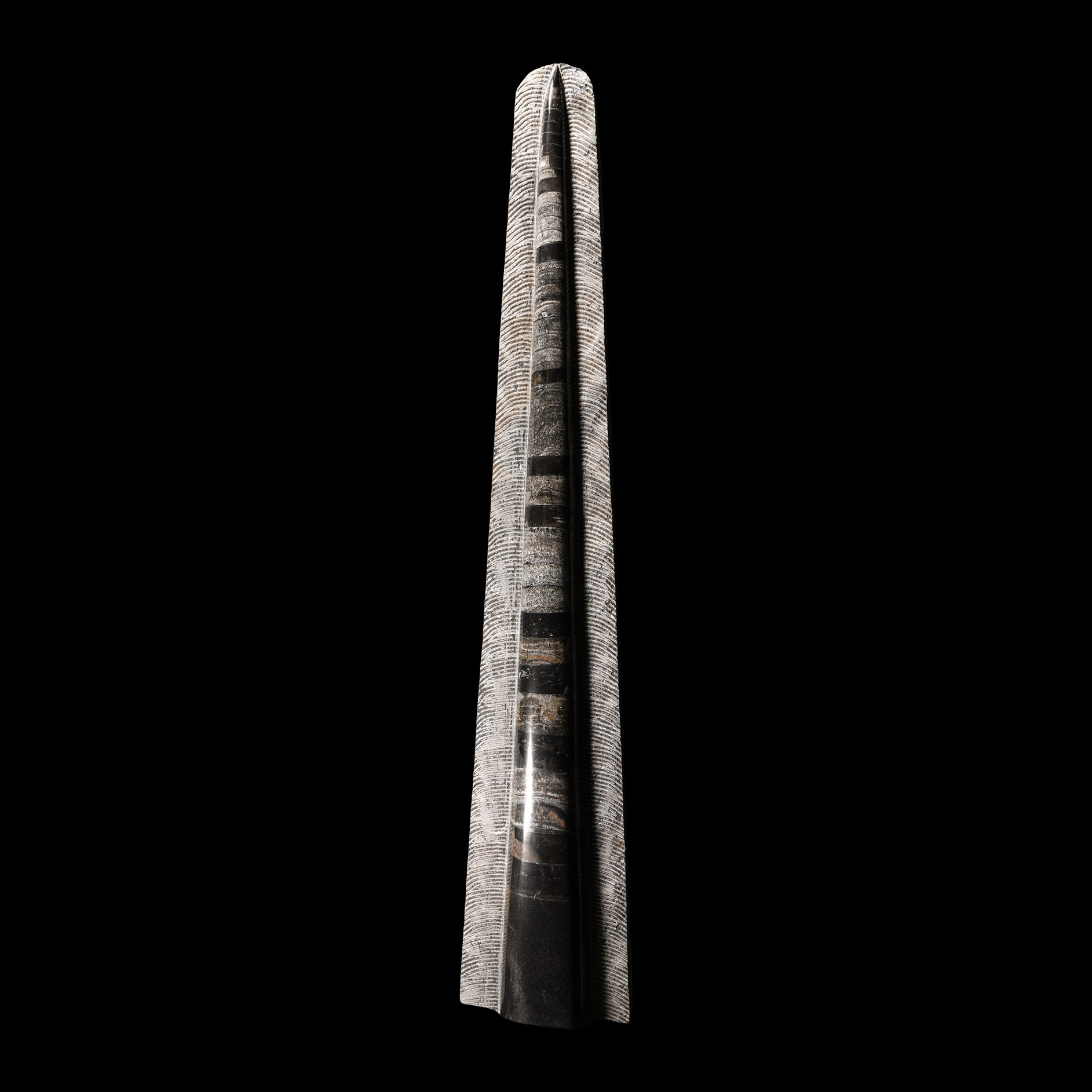 Natural History - Polished Orthoceras 'Rocket' Display
